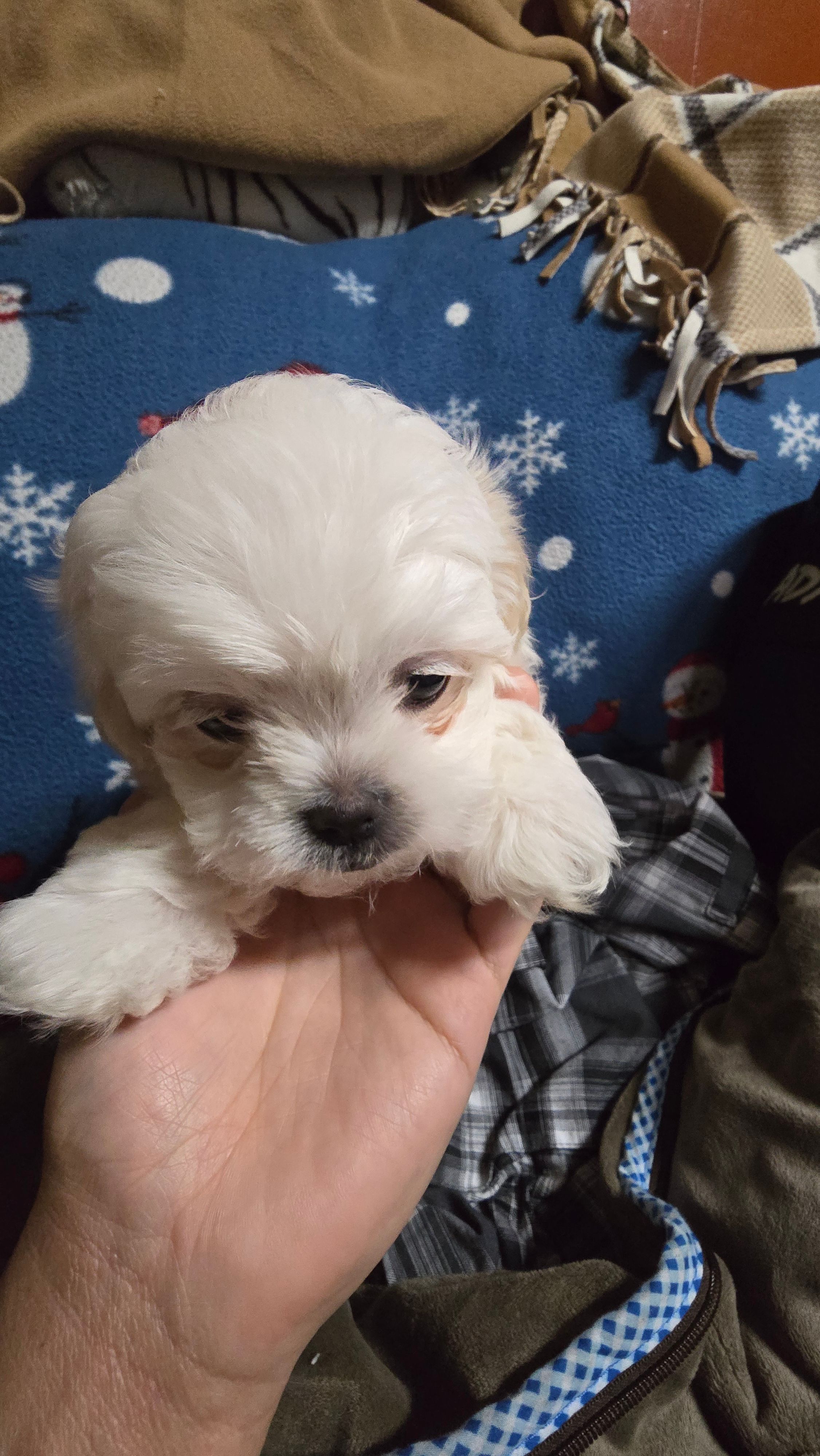 Malshi female puppy – Portuguese Water Dog, Mal Shi puppy for sale in Ukiah, CA