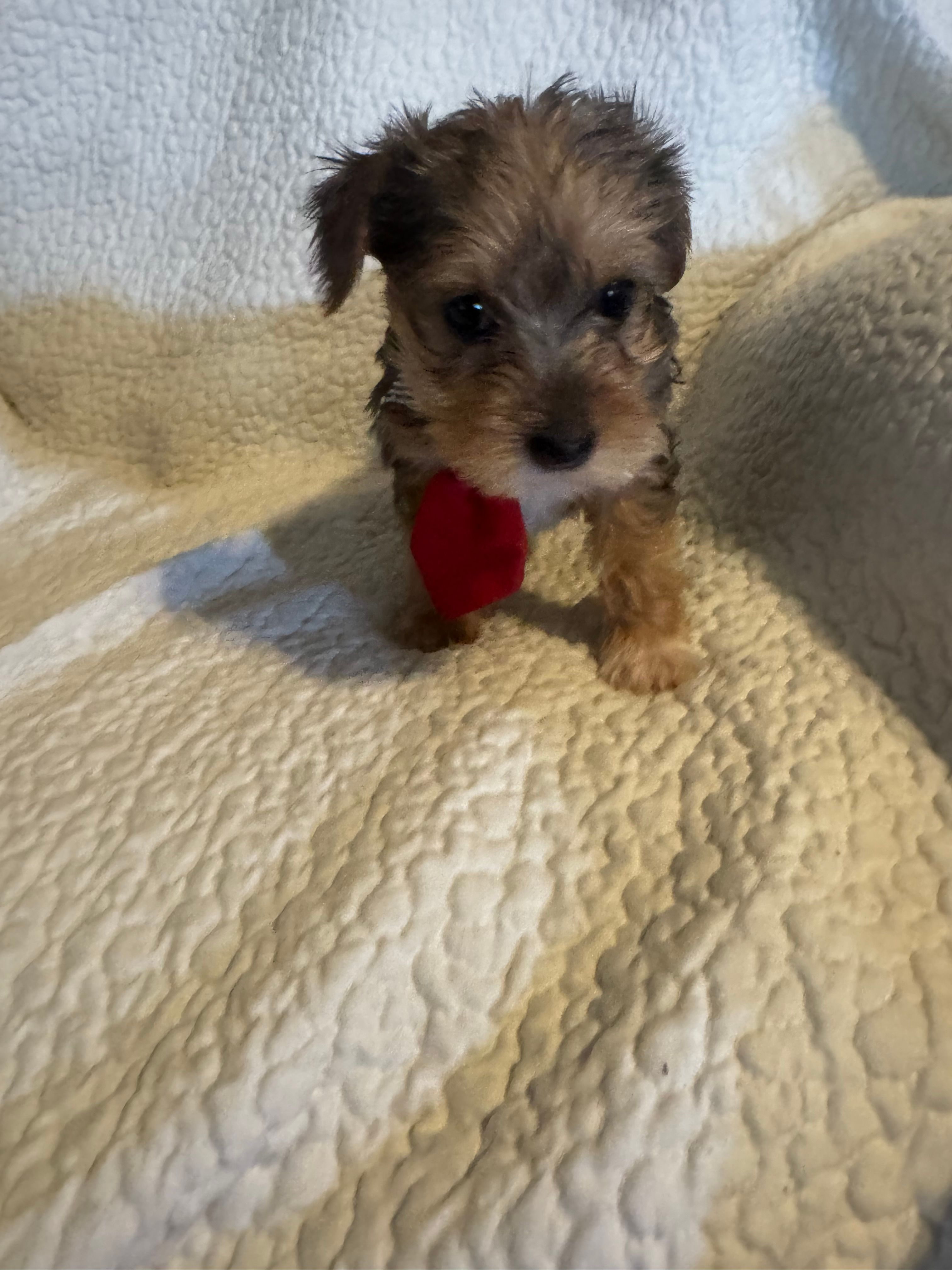 Charlie – Yorkshire Terrier puppy for sale in Muldrow, OK