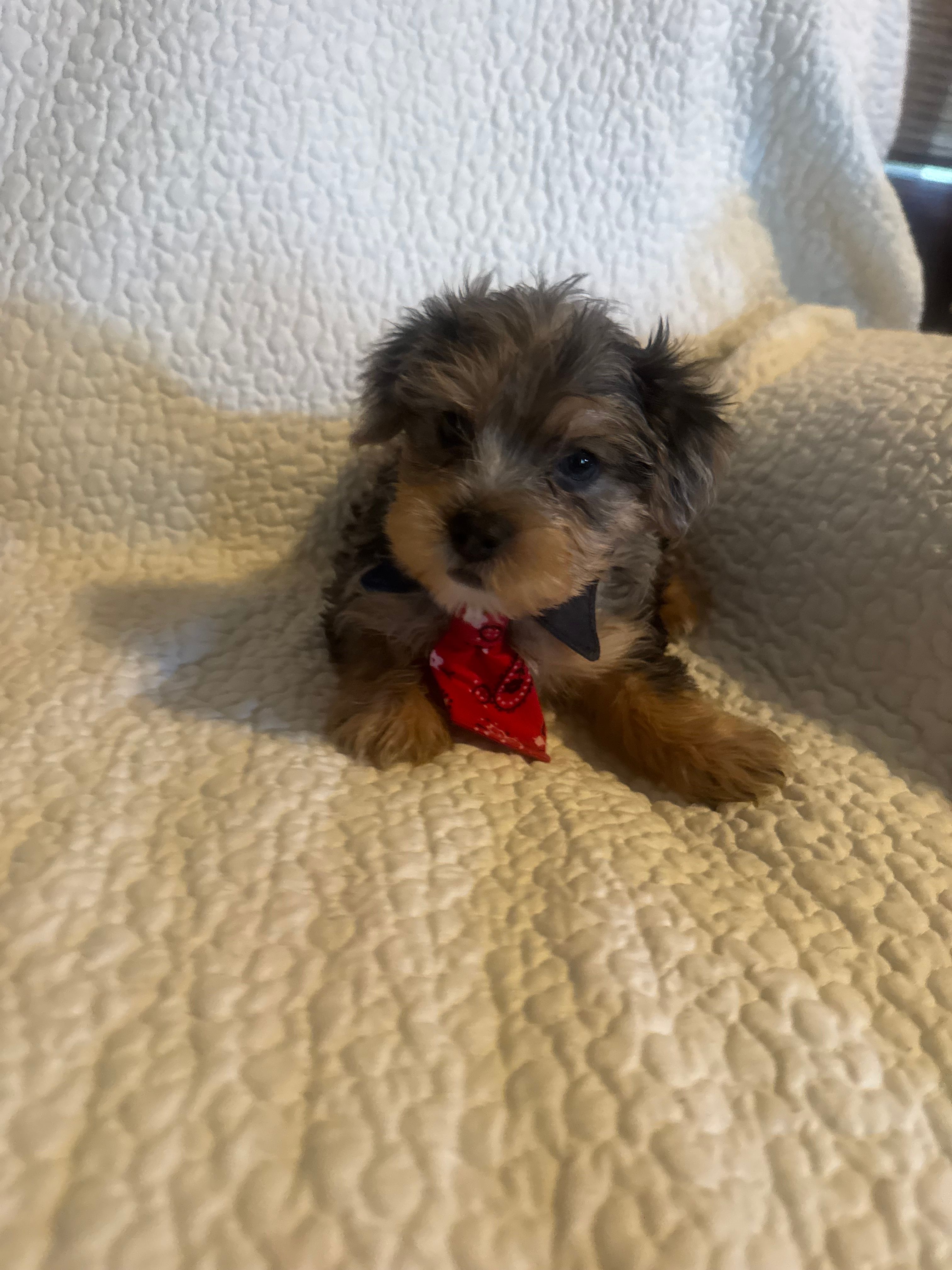 Kilo – Yorkshire Terrier puppy for sale in Muldrow, OK