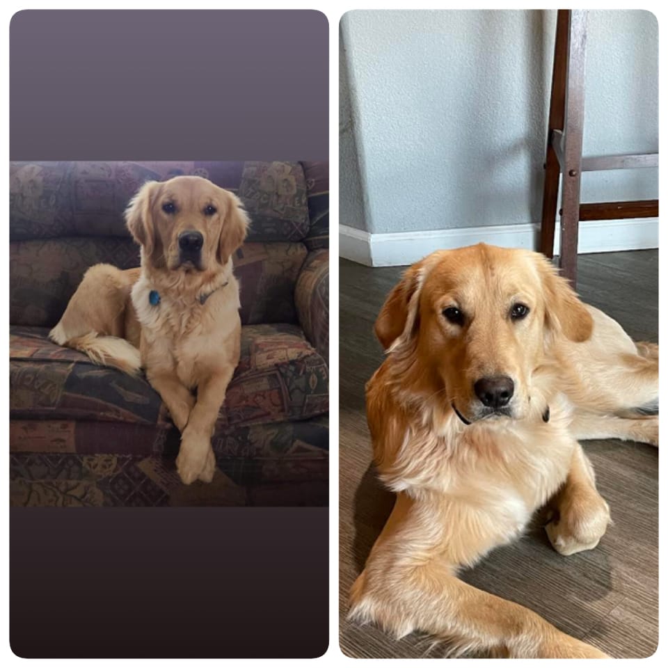 Male Golden  – Golden Retriever puppy for sale in Yuba City, CA