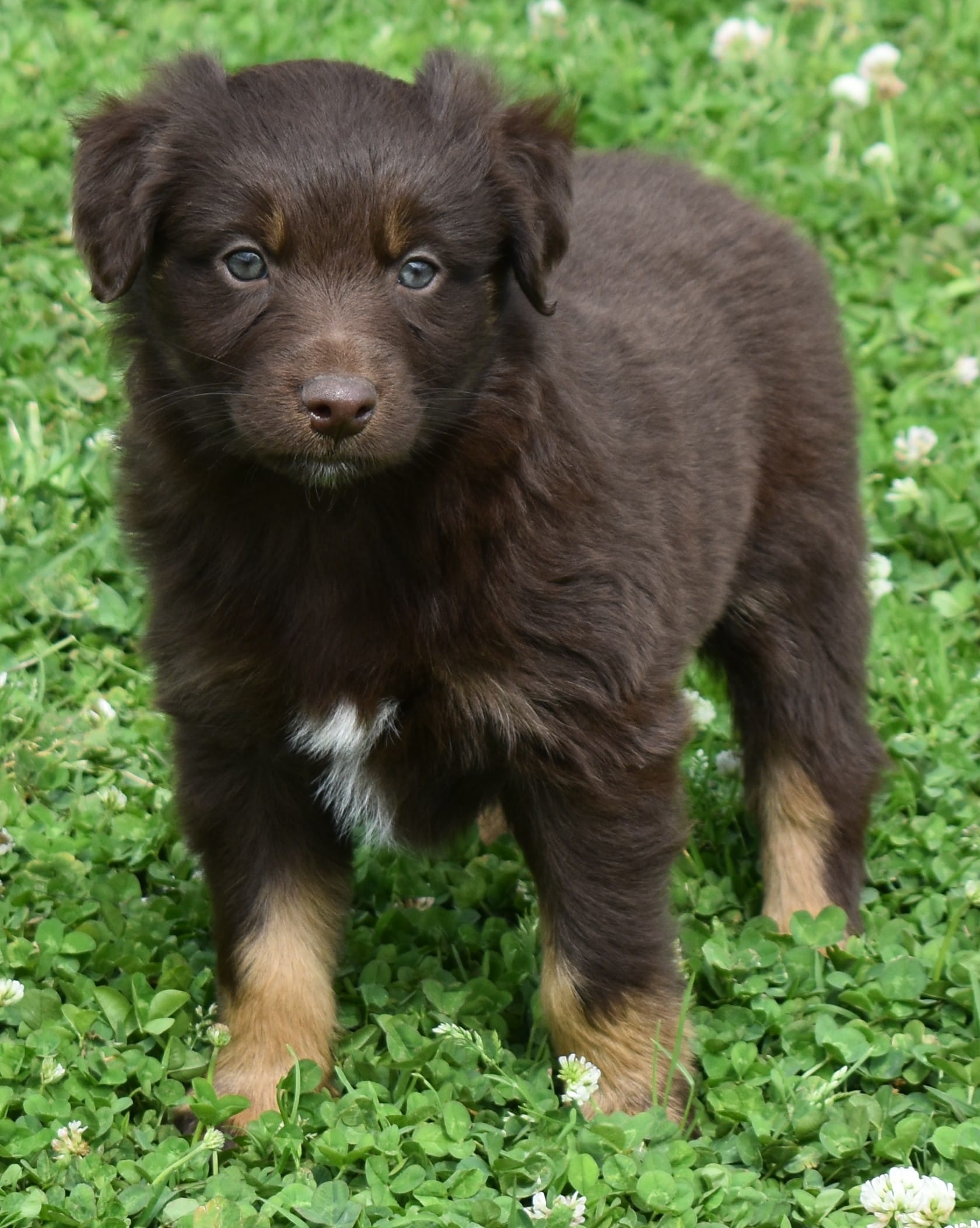 Huxley – Australian Shepherd puppy for sale in Nowata, OK