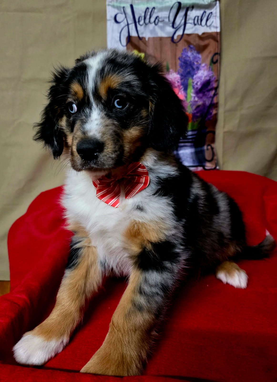 Merle Haggard, a male Australian Shepherd and Golden Retriever for sale in Willcox, AZ – 2 of 3