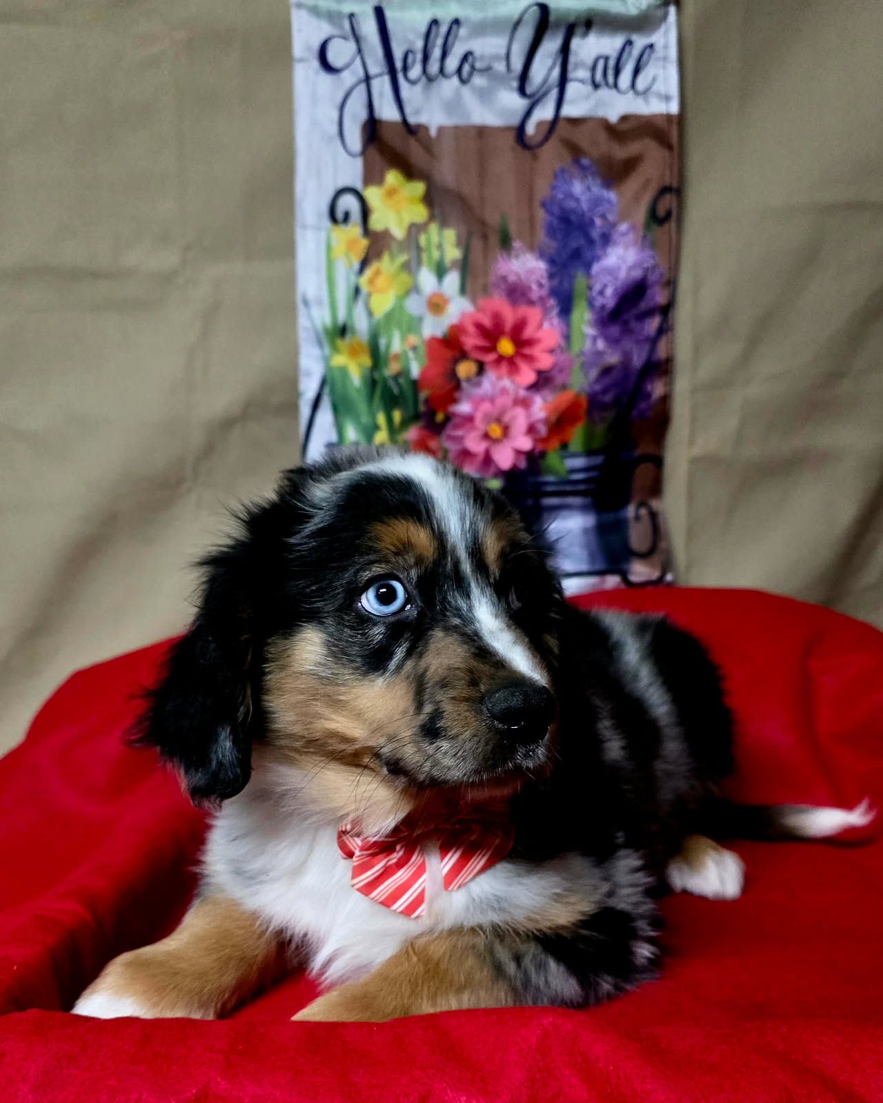 Merle Haggard, a male Australian Shepherd and Golden Retriever for sale in Willcox, AZ – 3 of 3