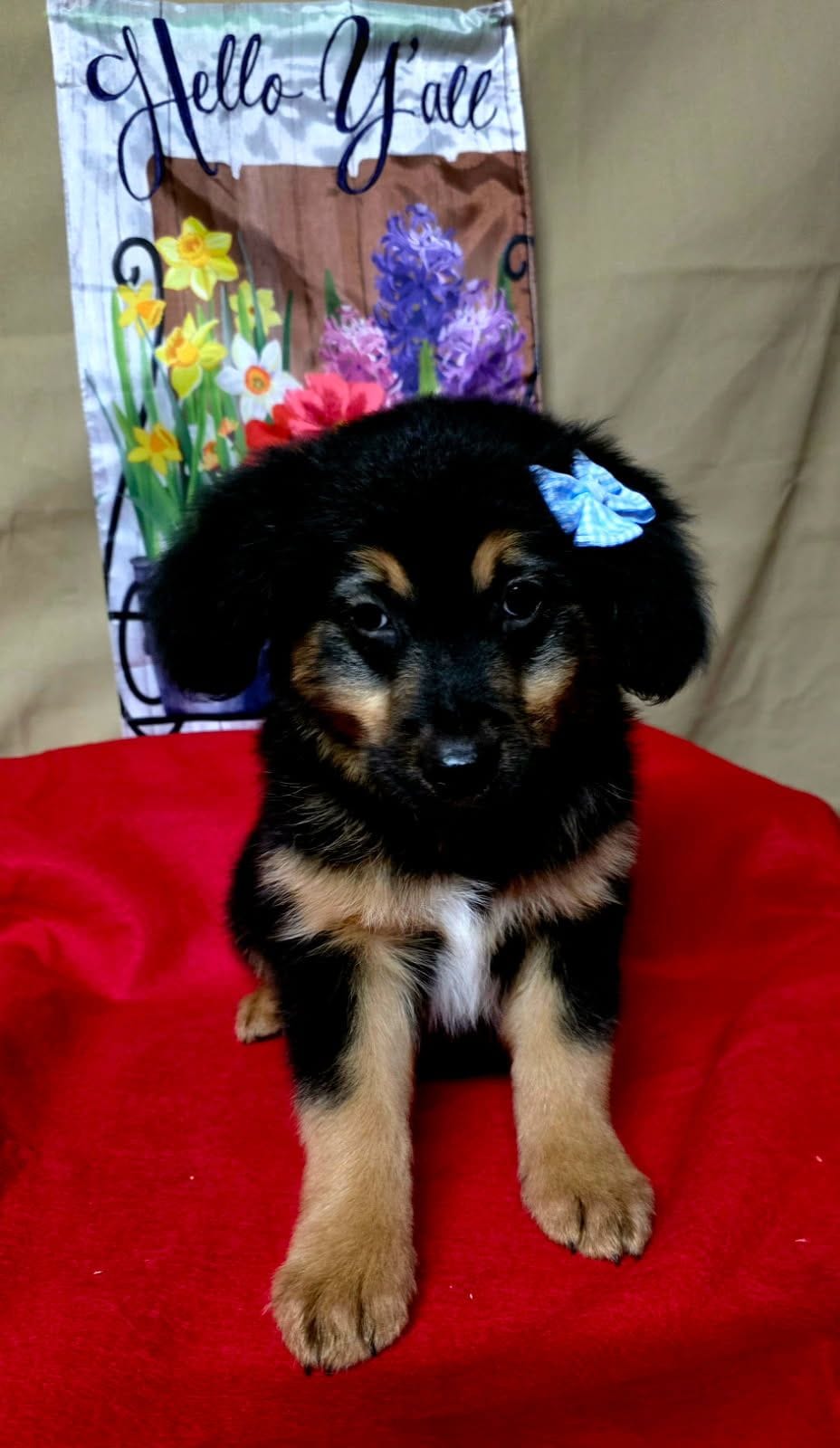 Marley – Golden Retriever puppy for sale in Willcox, AZ