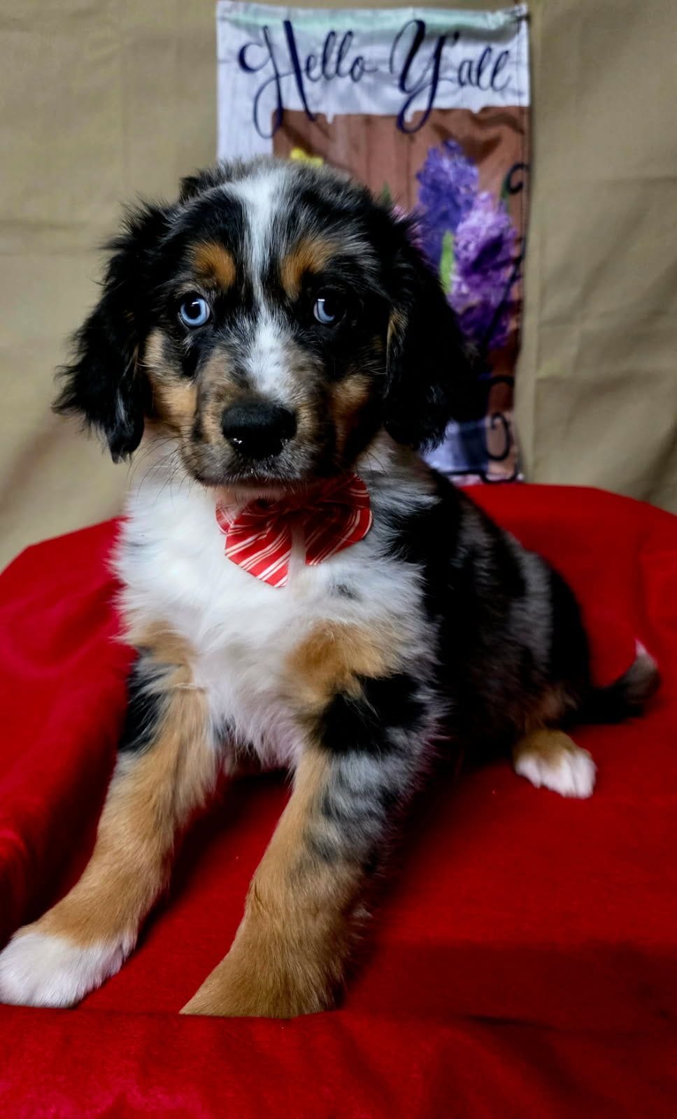 Merle Haggard – Australian Shepherd, Golden Retriever puppy for sale in Willcox, AZ