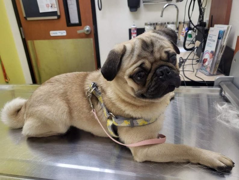 AKC Hercules – Pug puppy for sale in Pittsburgh, PA