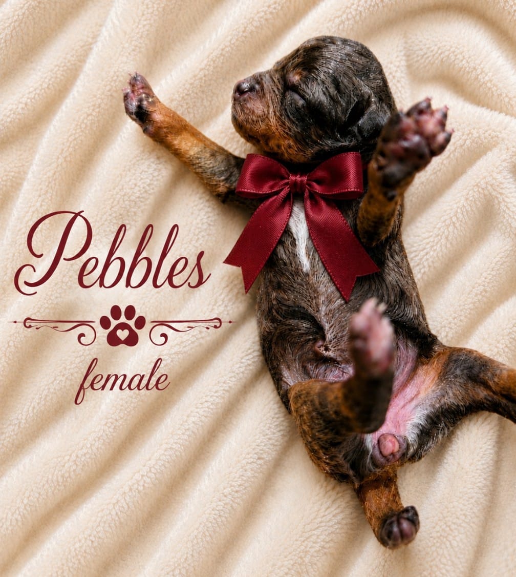 Pebbles AKC 100% Cleared – Poodle - Toy  puppy for sale in Fort Lauderdale, FL