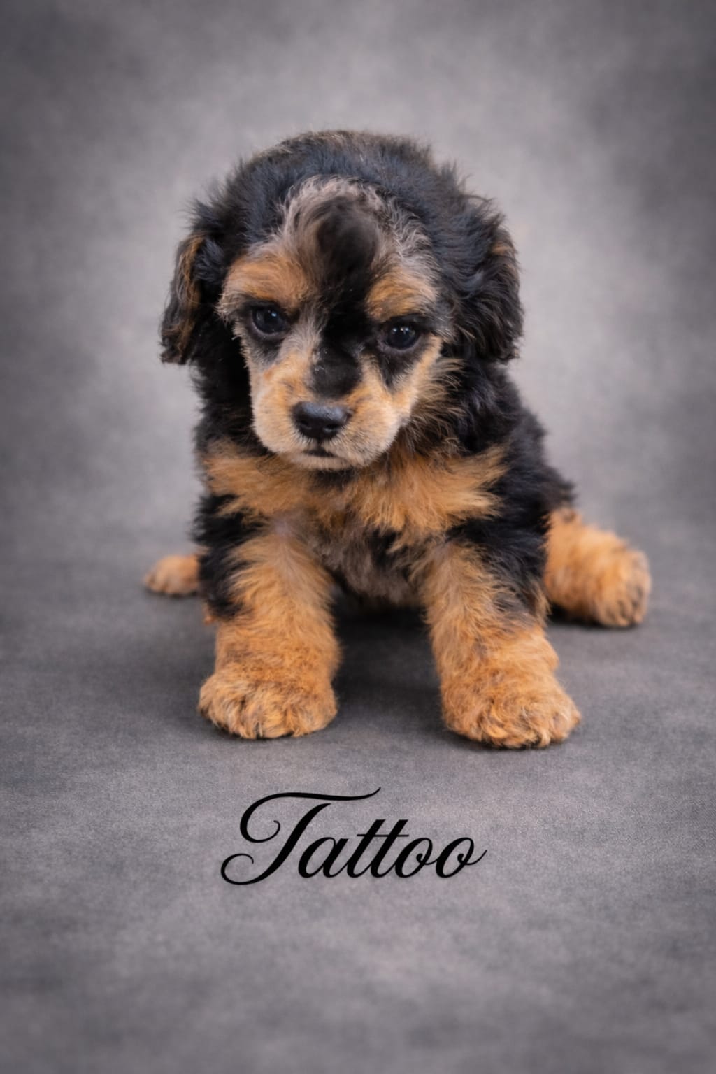 Tattoo Akc  – Poodle - Toy  puppy for sale in Fort Lauderdale, FL