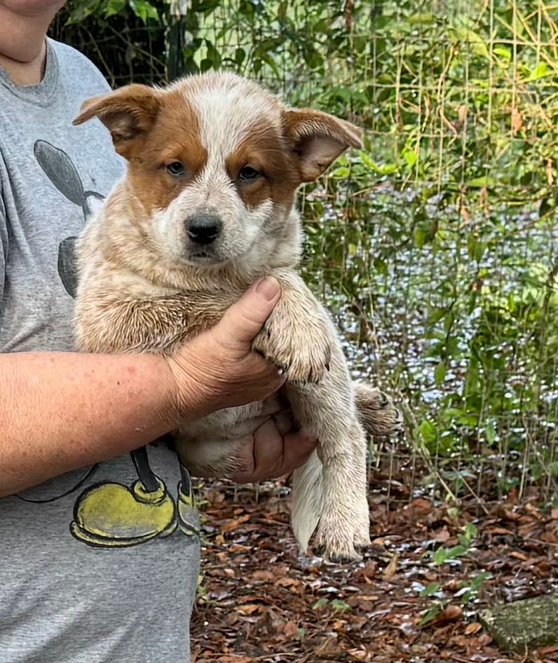 AKC-Precious  – Australian Cattle Dog puppy for sale in Glen Saint Mary, FL