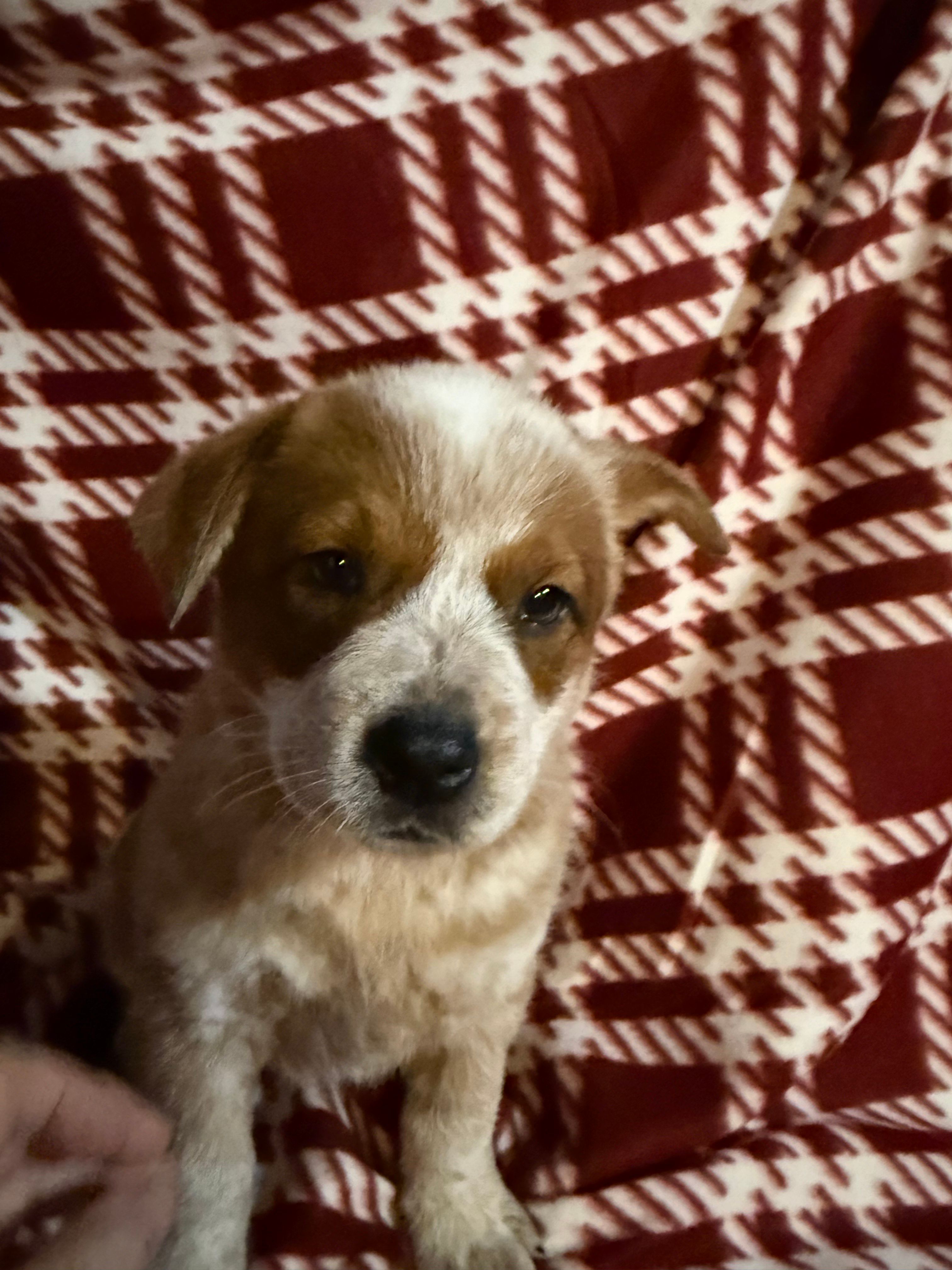 Precious  – Australian Cattle Dog puppy for sale in Glen Saint Mary, FL