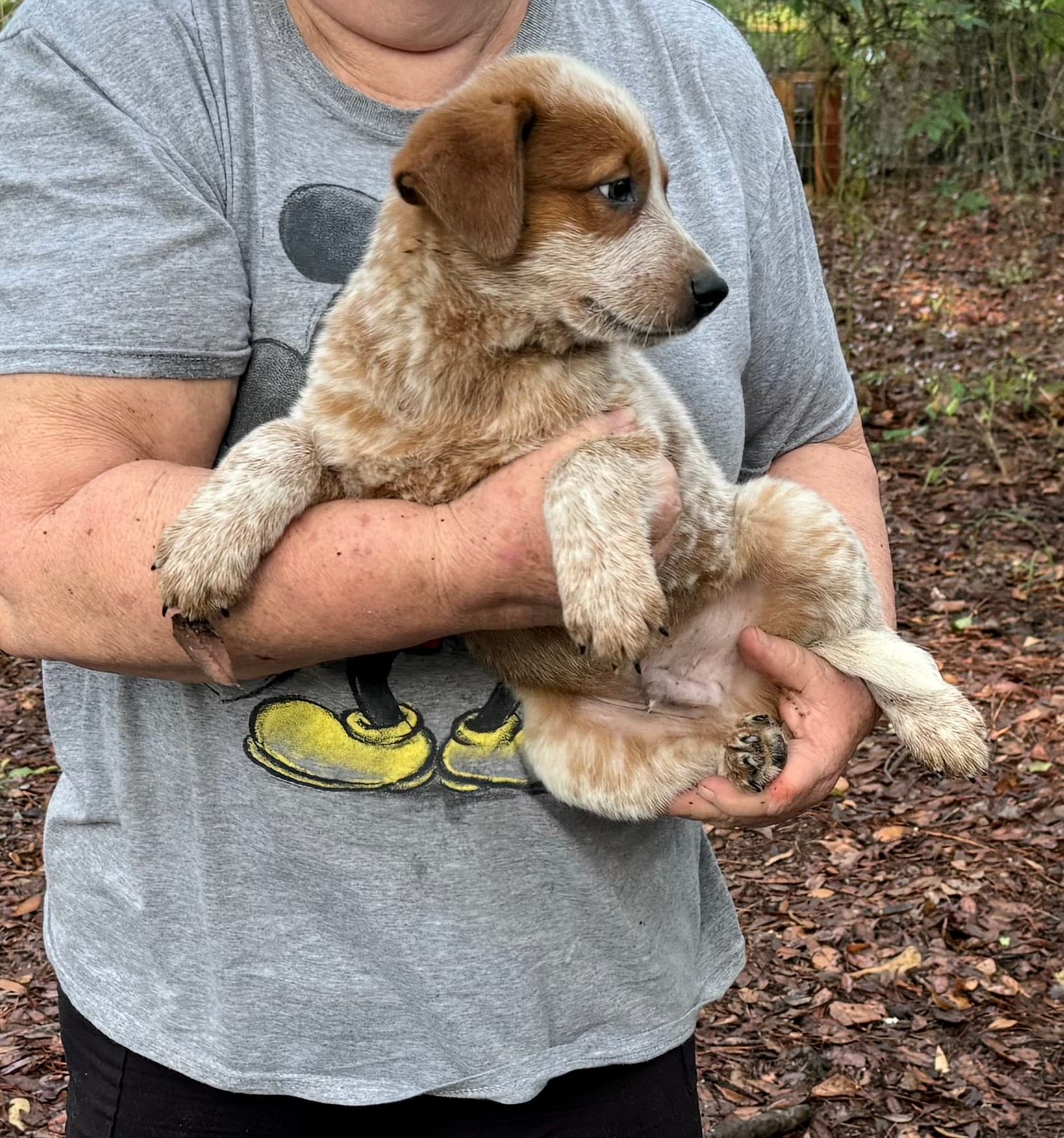 AKC-Mr. Red Man  – Australian Cattle Dog puppy for sale in Glen Saint Mary, FL