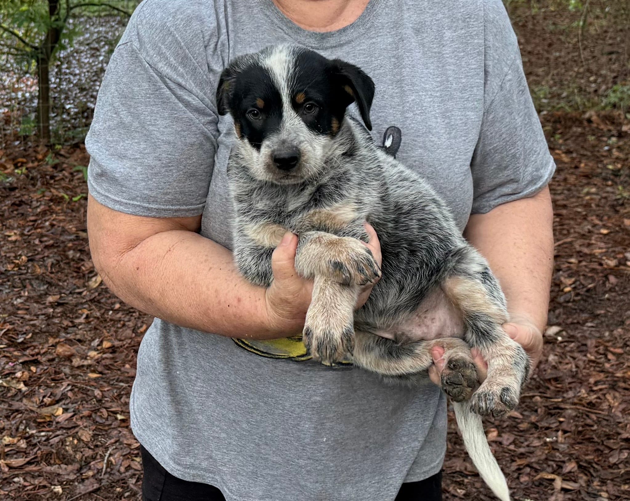 AKC-Mr.Blue – Australian Cattle Dog puppy for sale in Glen Saint Mary, FL