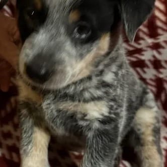 AKC-Spot, a male Australian Cattle Dog for sale in Glen Saint Mary, FL – 2 of 3