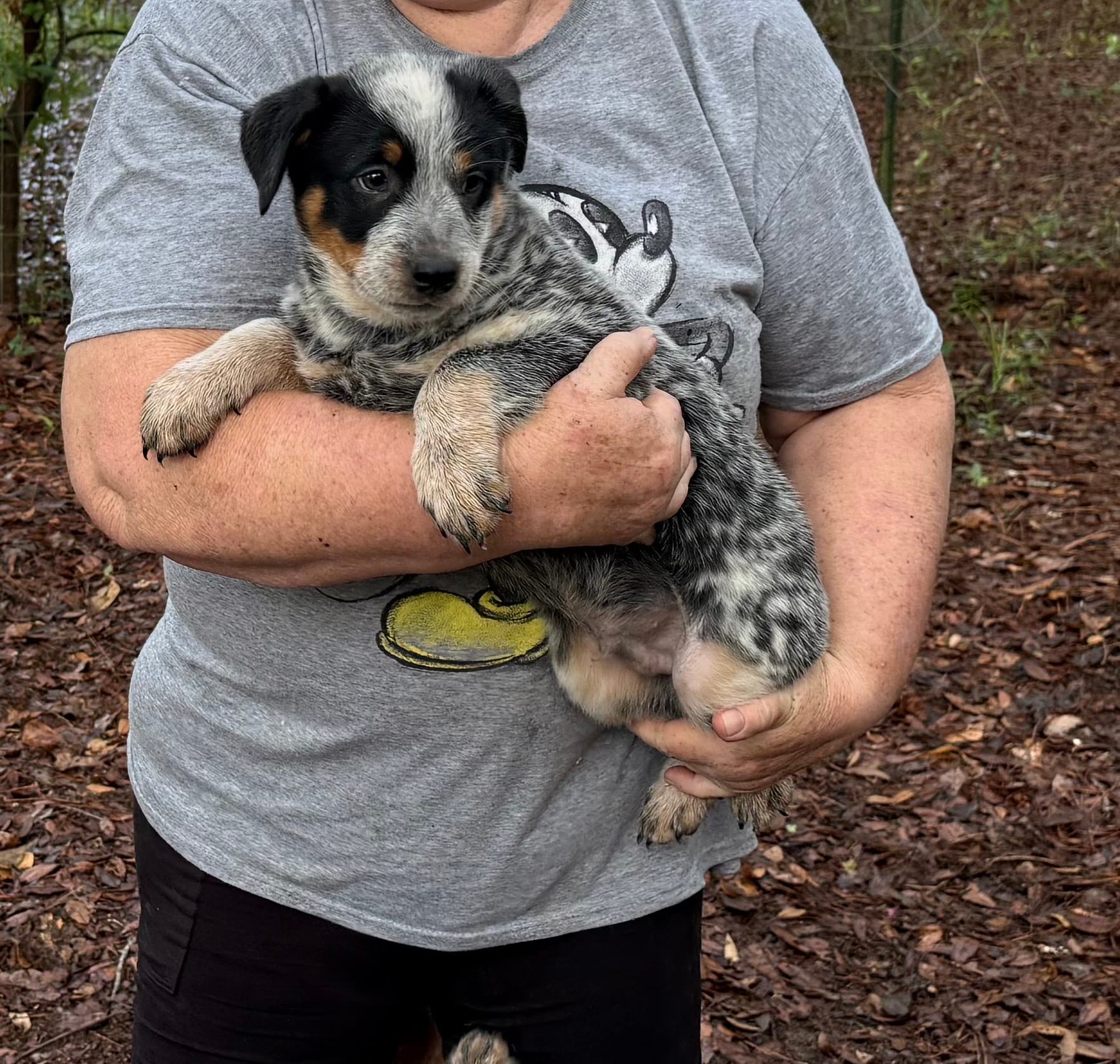 AKC-Spot – Australian Cattle Dog puppy for sale in Glen Saint Mary, FL