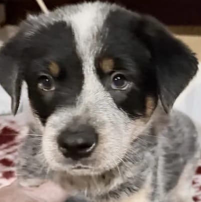 AKC-Mr.Blue – Australian Cattle Dog puppy for sale in Glen Saint Mary, FL