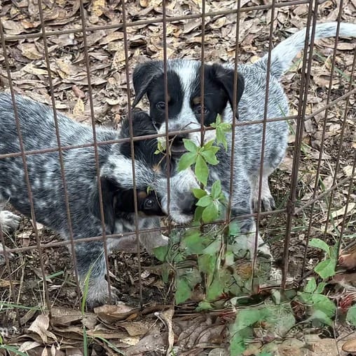 AKC-Spot, a male Australian Cattle Dog for sale in Glen Saint Mary, FL – 3 of 3