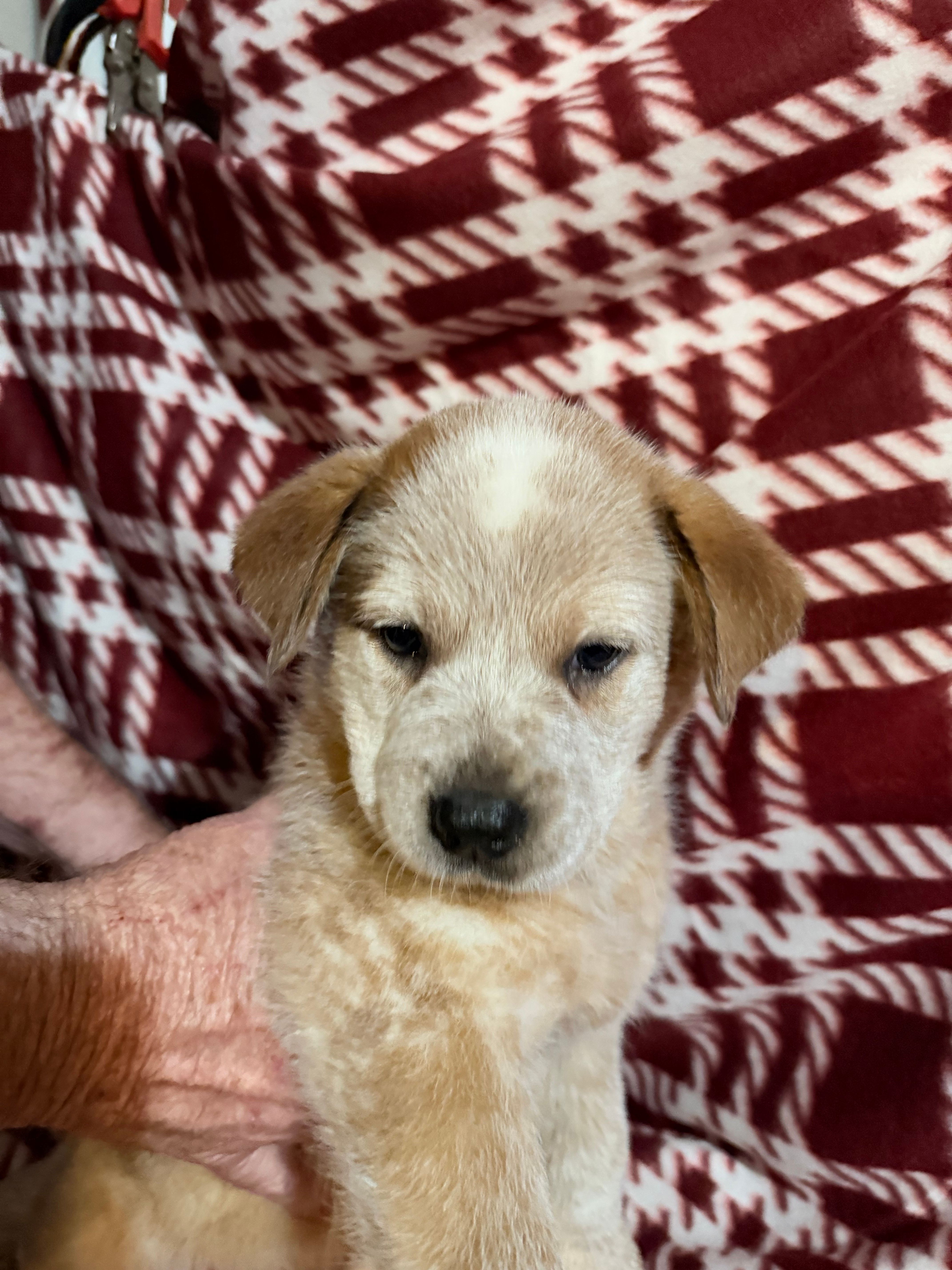 Teddy Bear  – Australian Cattle Dog puppy for sale in Glen Saint Mary, FL