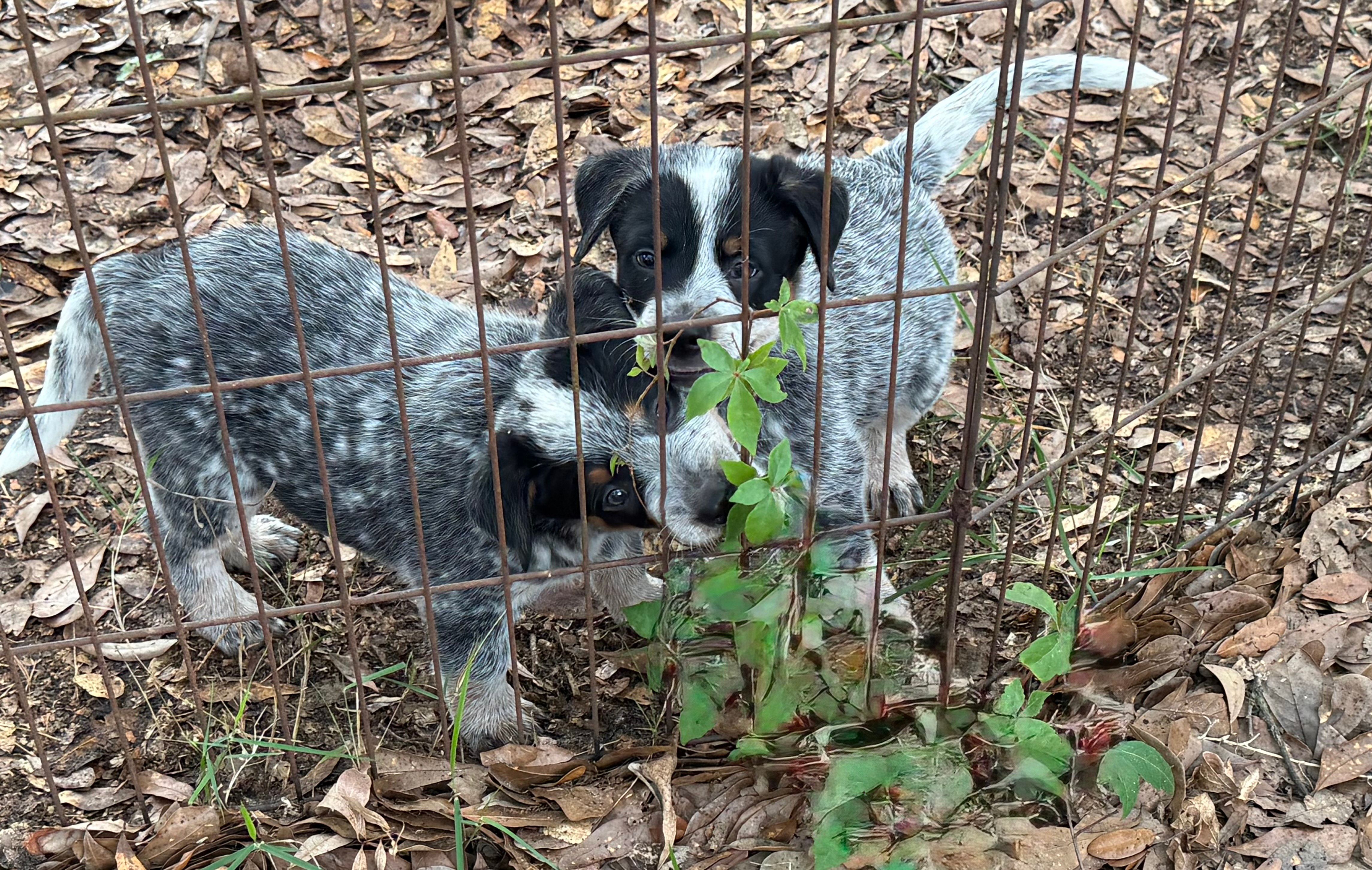 Mr.Blue, a male Australian Cattle Dog for sale in Glen Saint Mary, FL – 2 of 2