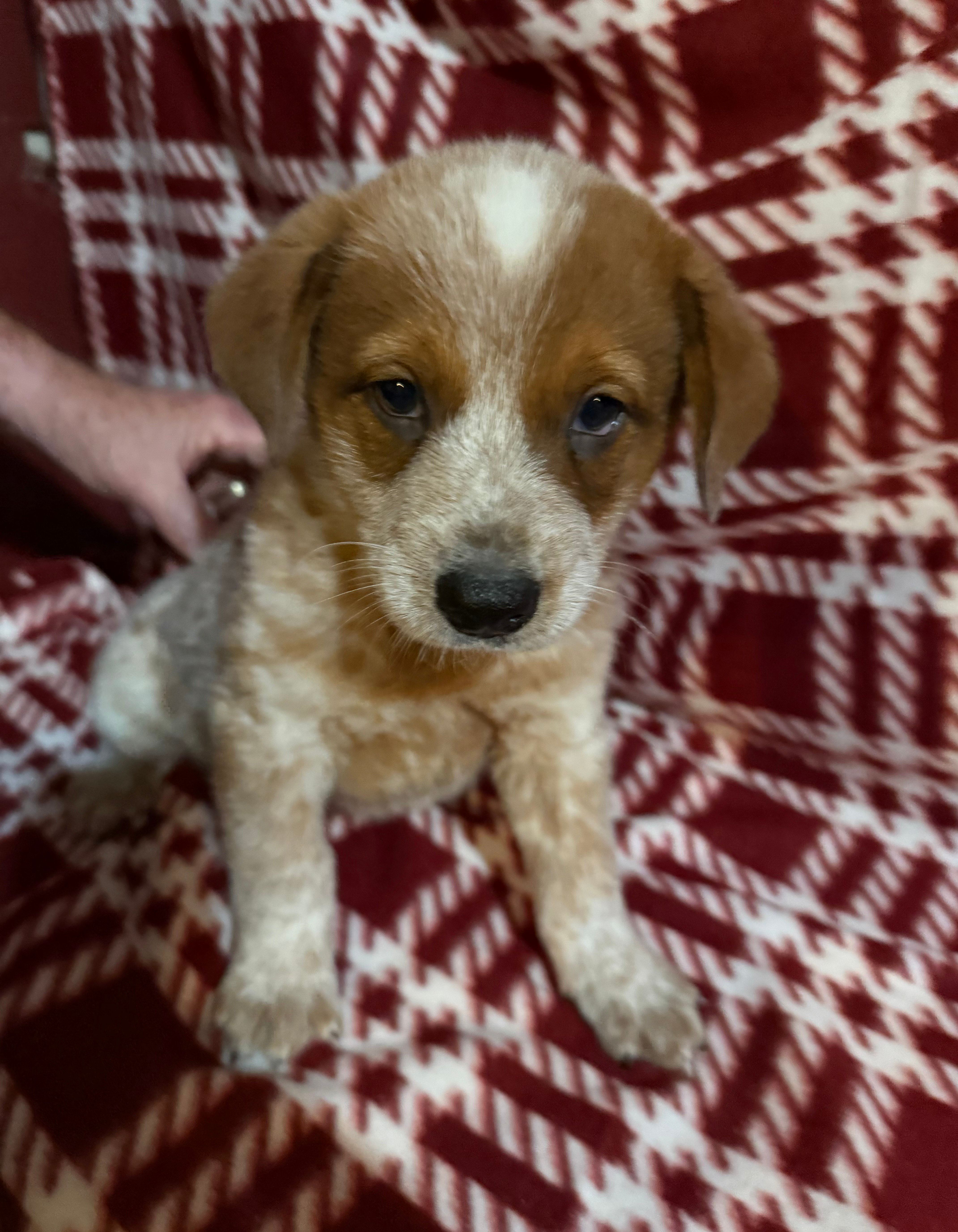 Mr. Red Man  – Australian Cattle Dog puppy for sale in Glen Saint Mary, FL
