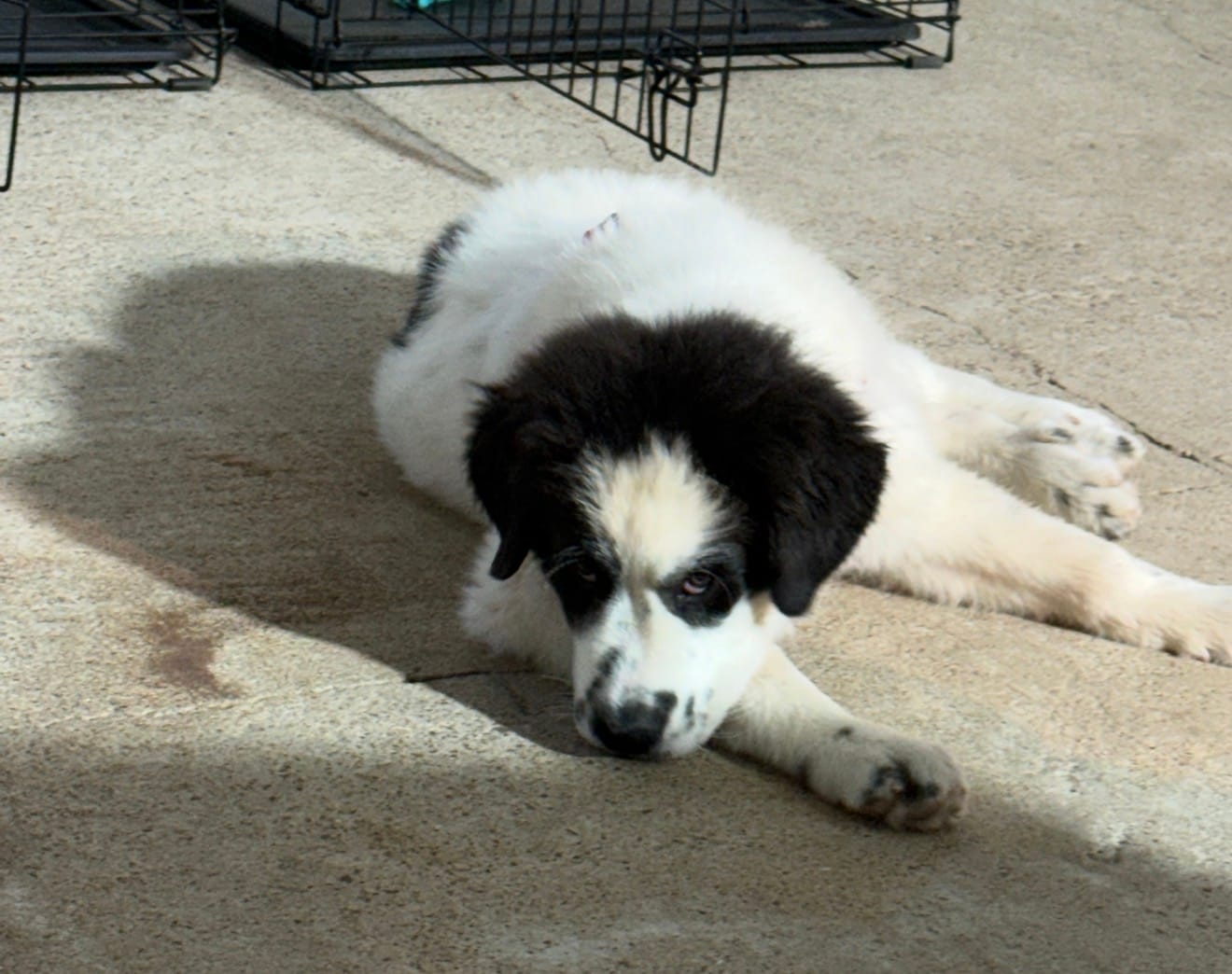 Uno Red Boy - Microchipped – Great Pyrenees, Maremma Sheepdog puppy for sale in Edna, TX