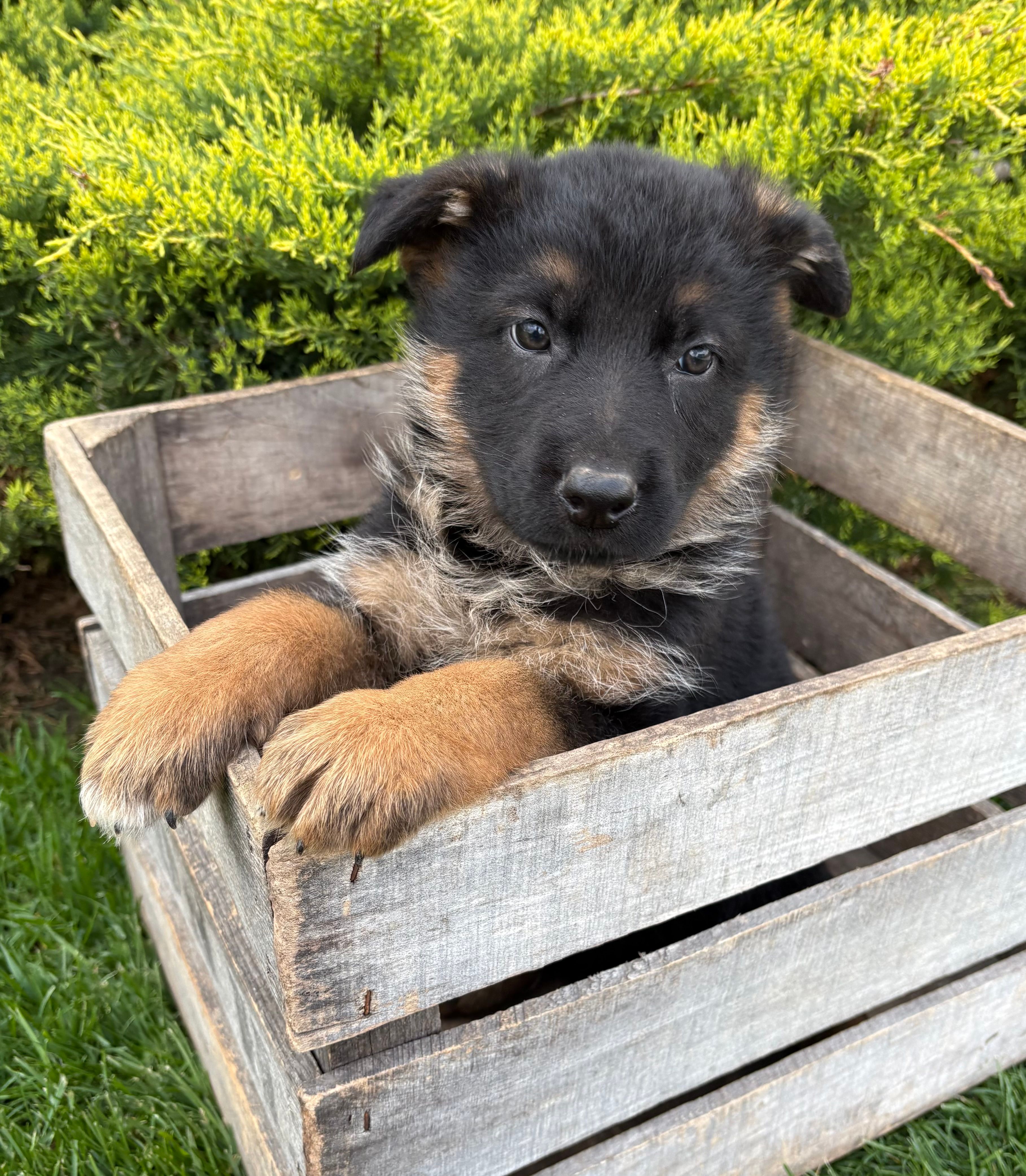 Simba  – German Shepherd Dog puppy for sale in Middlebury, IN
