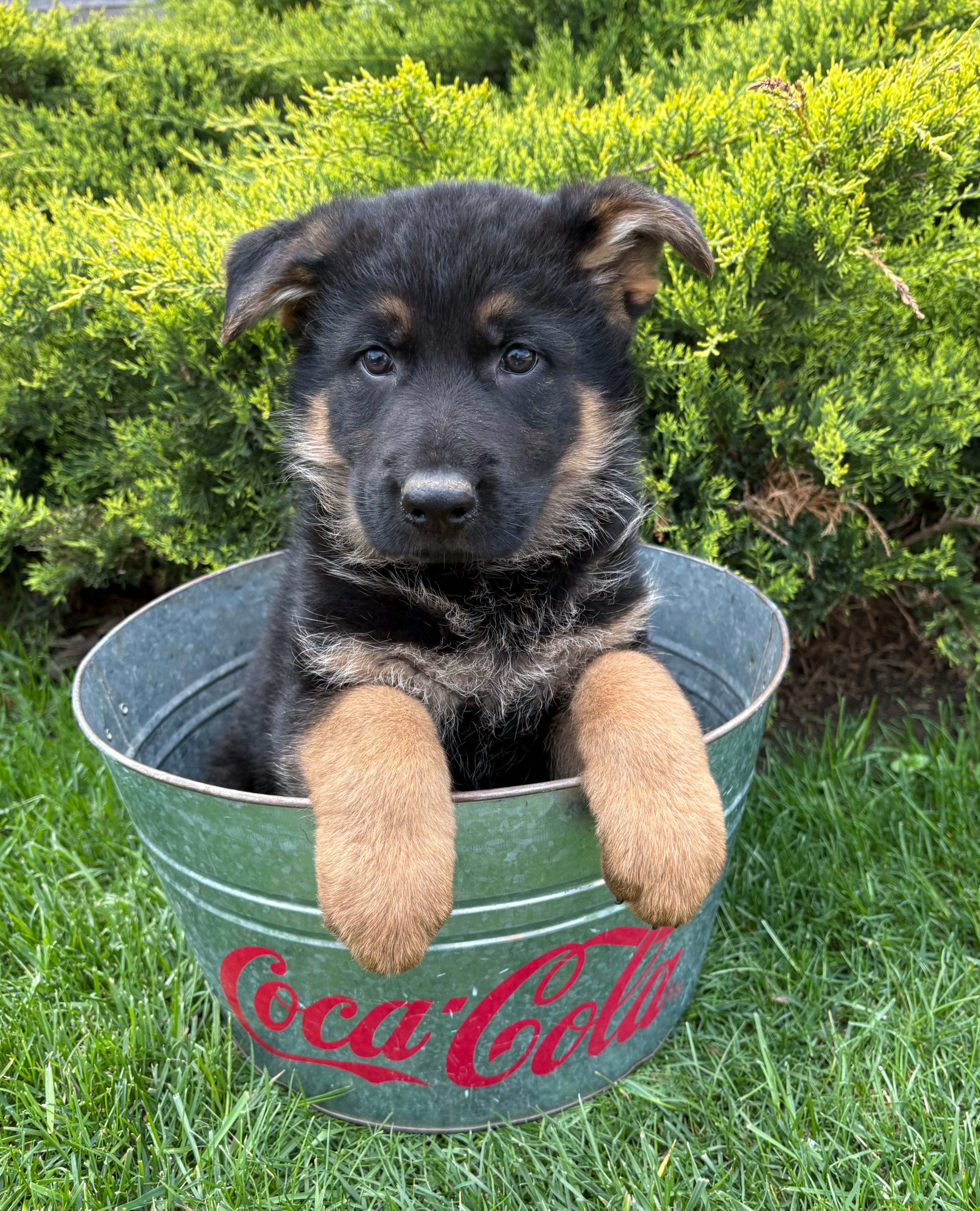 Stetson  – German Shepherd Dog puppy for sale in Middlebury, IN