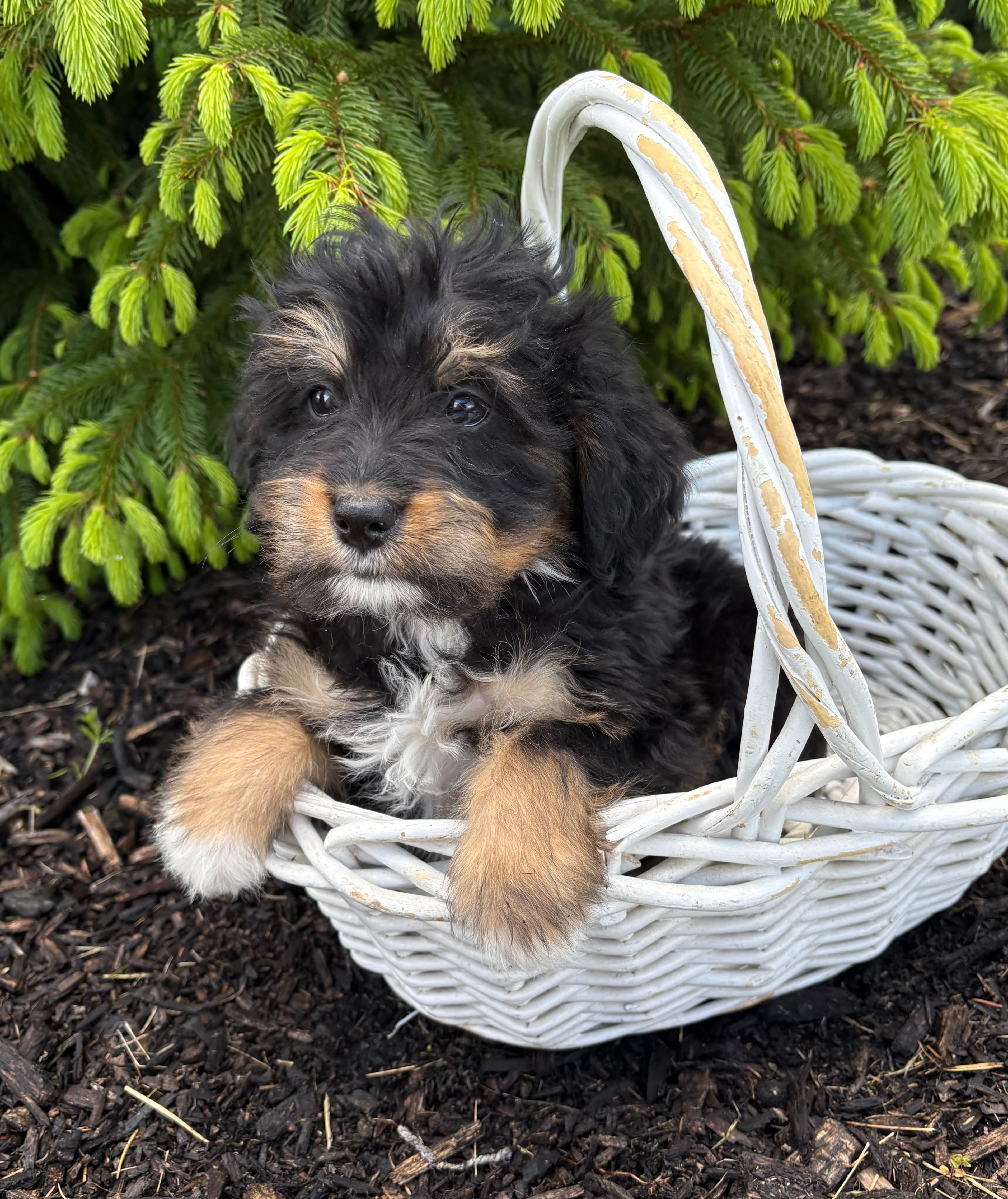 Boaz – Bernedoodle puppy for sale in Middlebury, IN