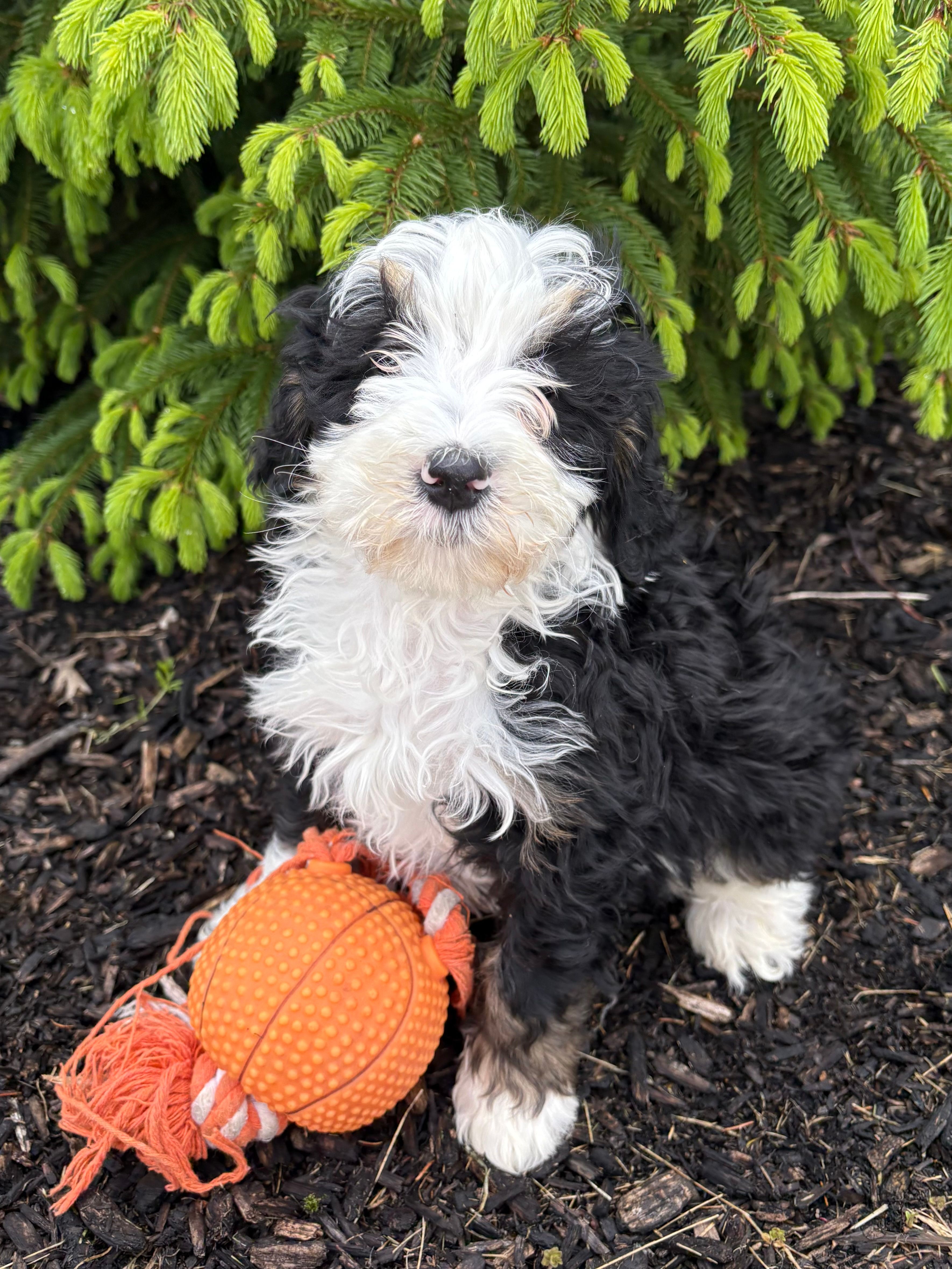 Baxter – Bernedoodle puppy for sale in Middlebury, IN
