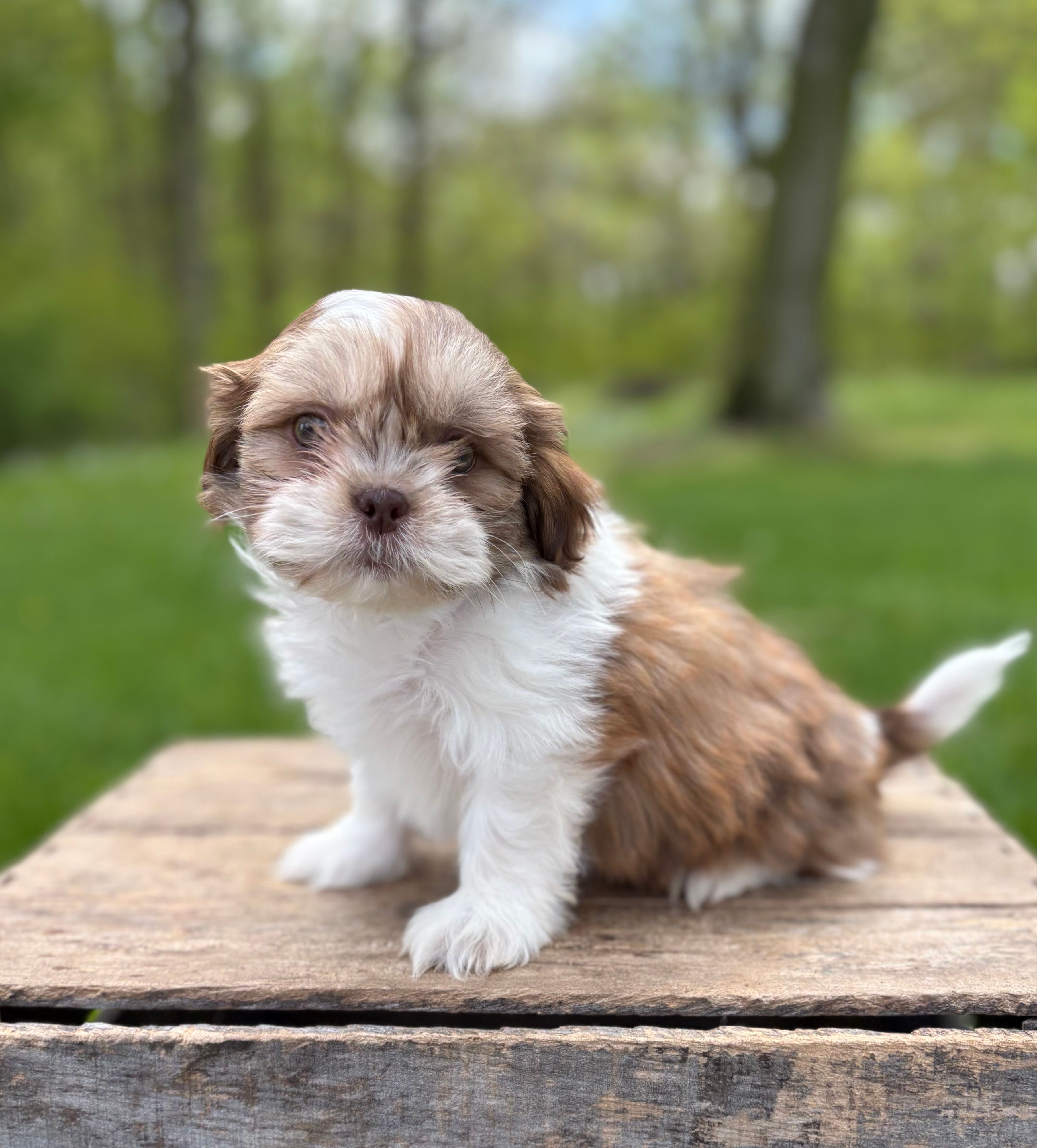 Atticus – Shih Tzu puppy for sale in Middlebury, IN
