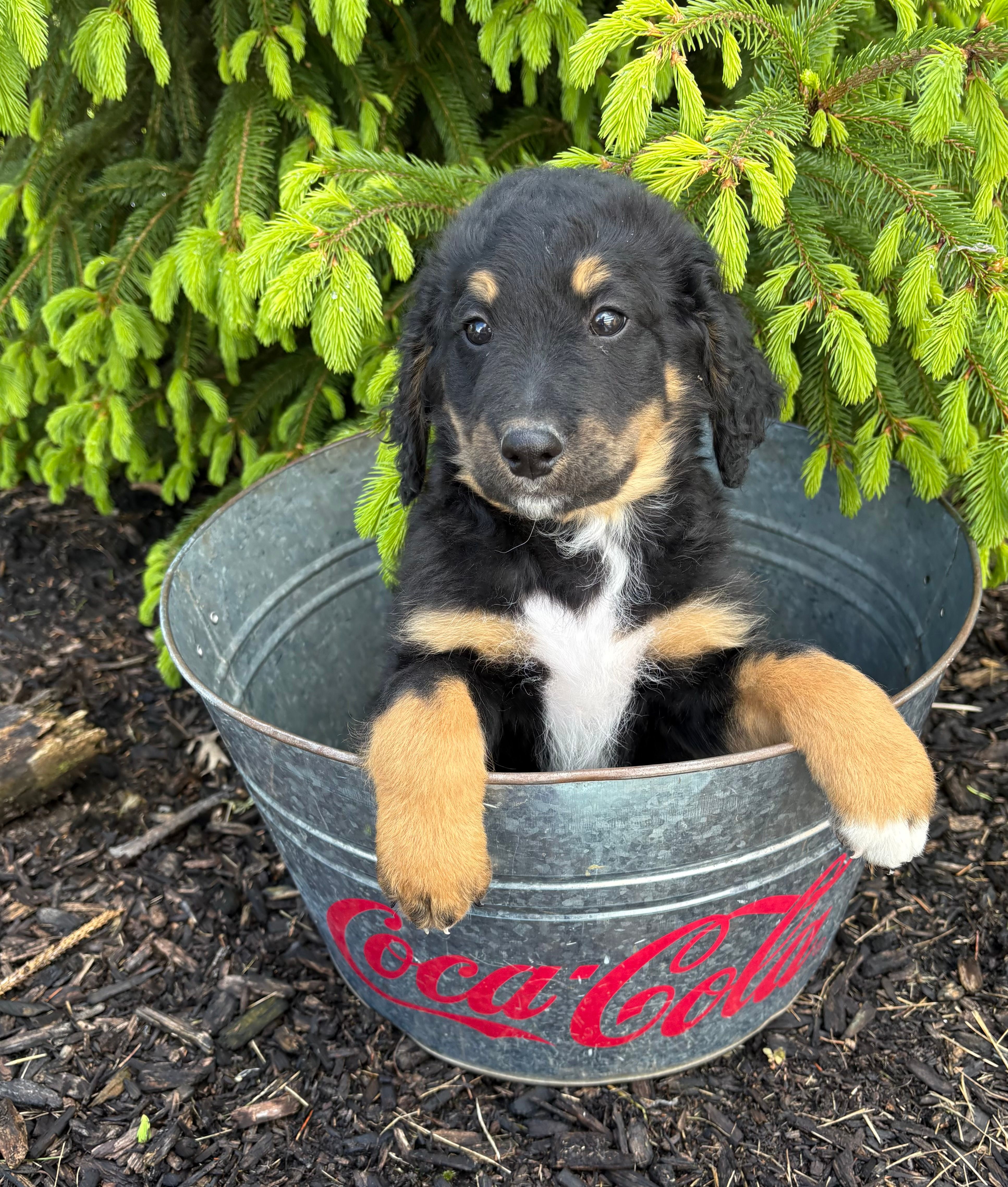 Boone – Bernedoodle puppy for sale in Middlebury, IN