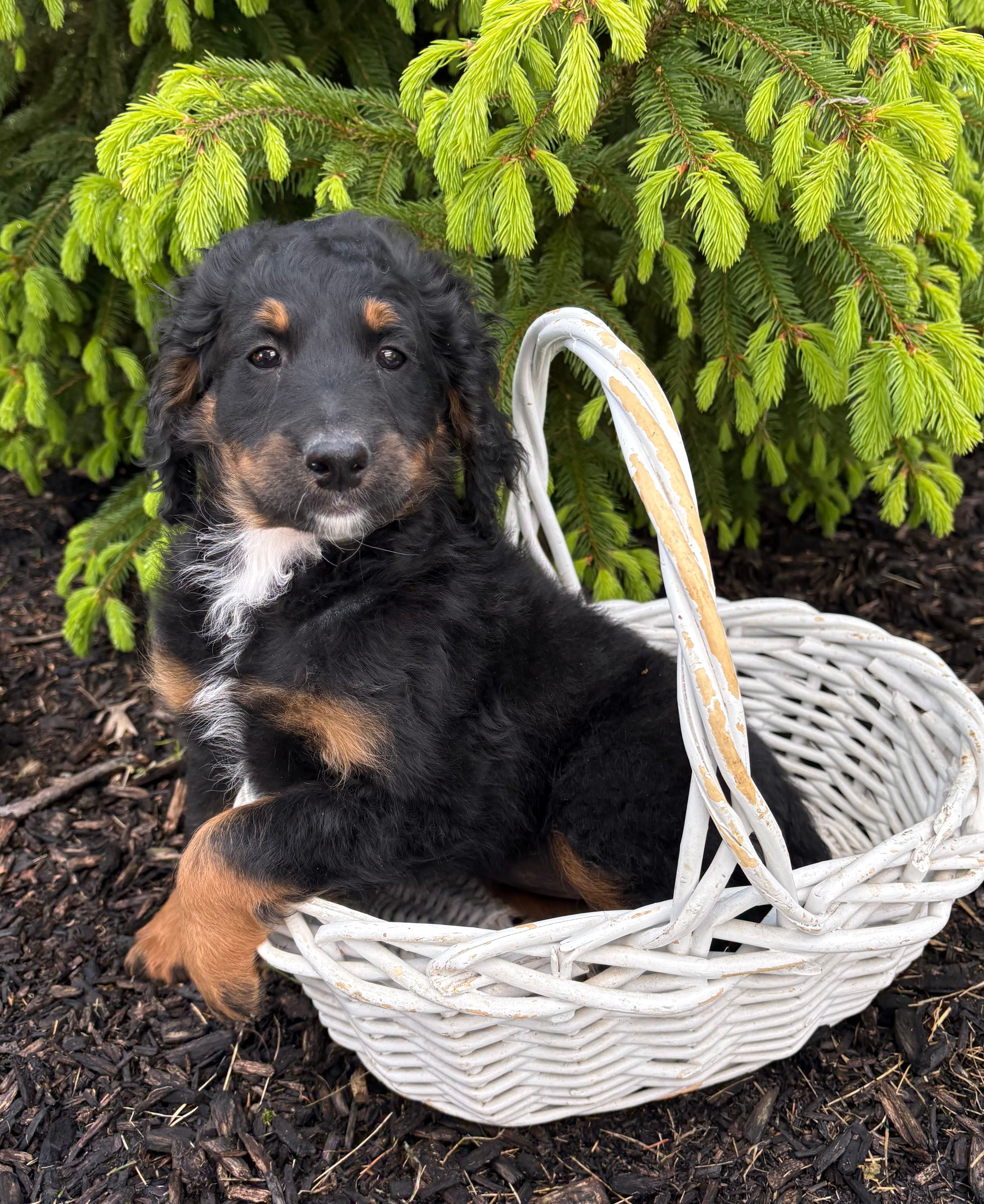 Bailey – Bernedoodle puppy for sale in Middlebury, IN
