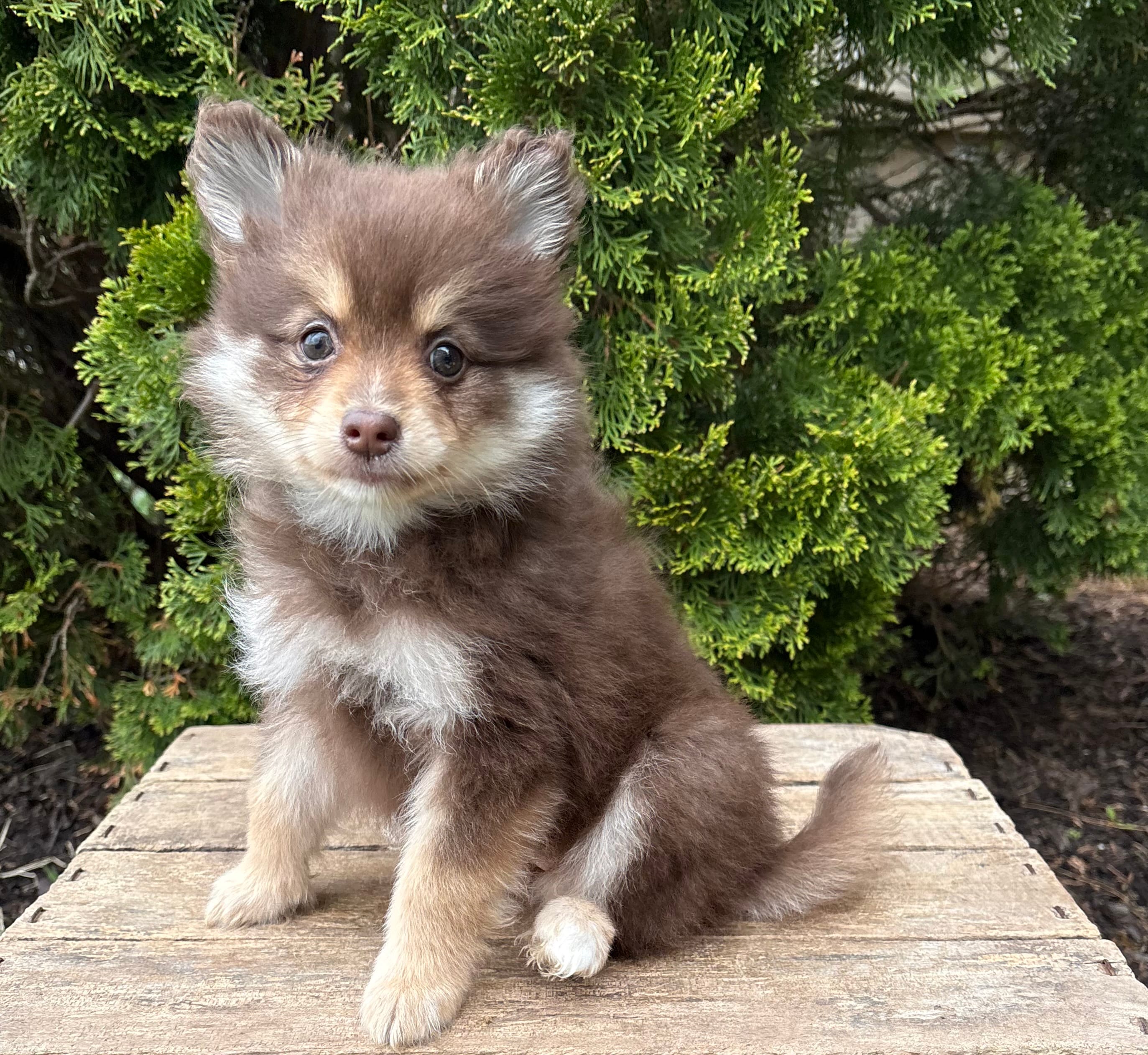 KitKat  – Pomeranian puppy for sale in Middlebury, IN