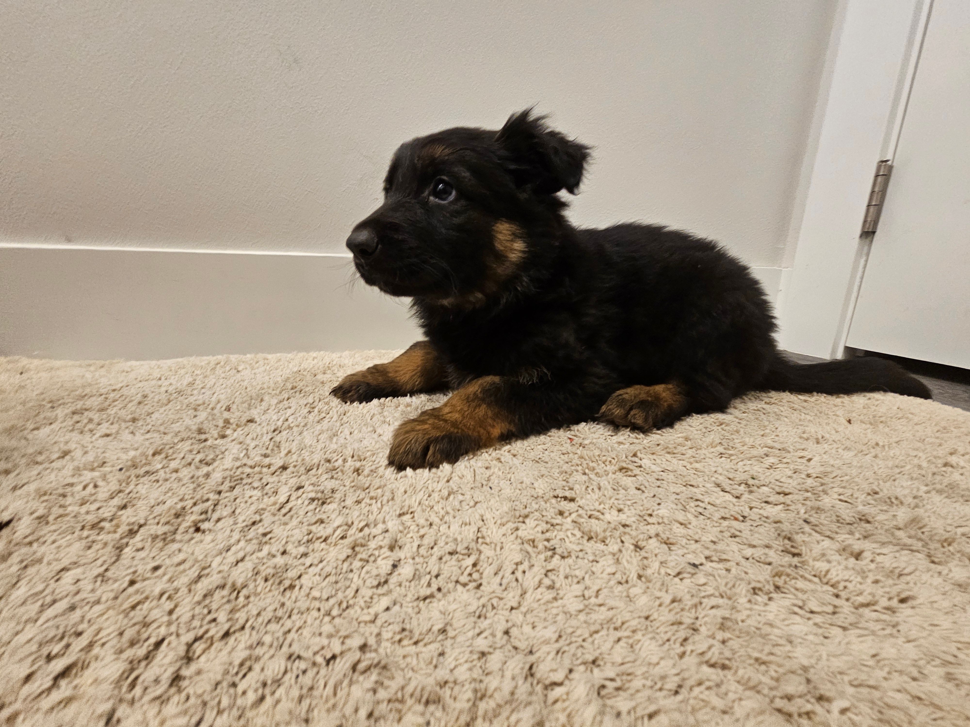 Long coat girl 4 75%DDR 