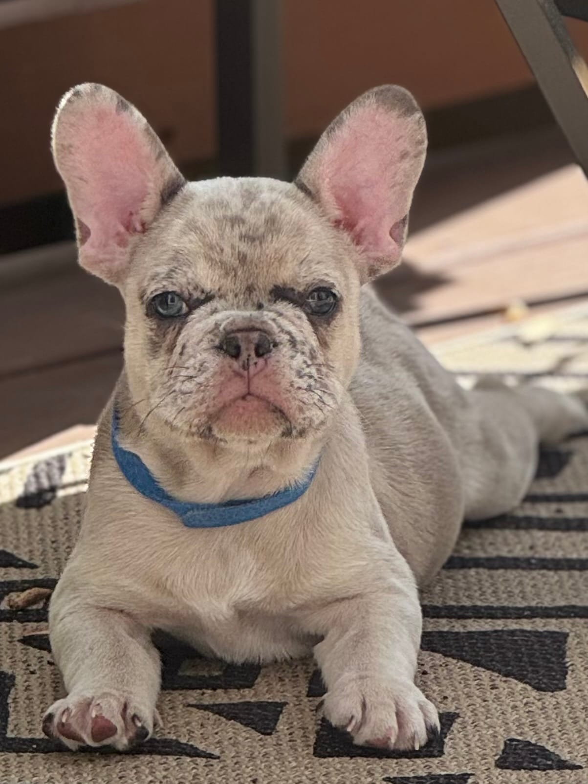 Iggy – French Bulldog puppy for sale in Durham, NC