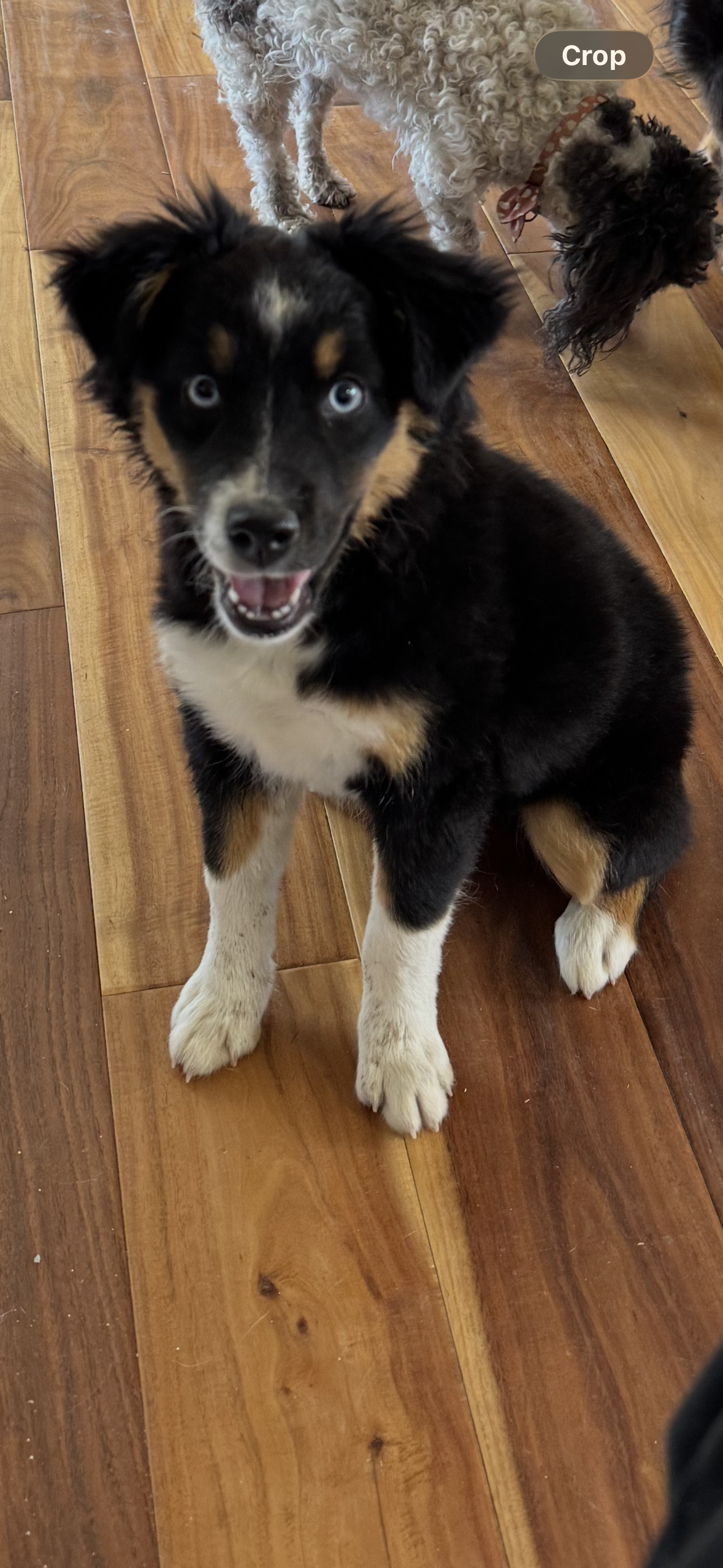 Rachel – Miniature Australian Shepherd puppy for sale in Wills Point, TX