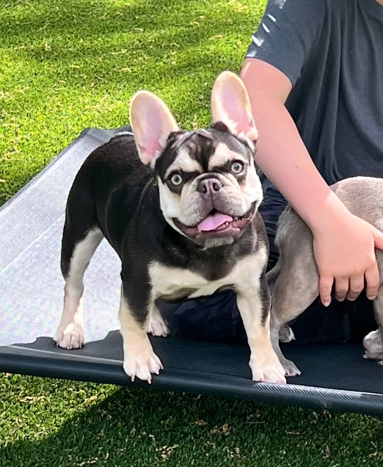 Cora – French Bulldog puppy for sale in El Dorado Hills, CA