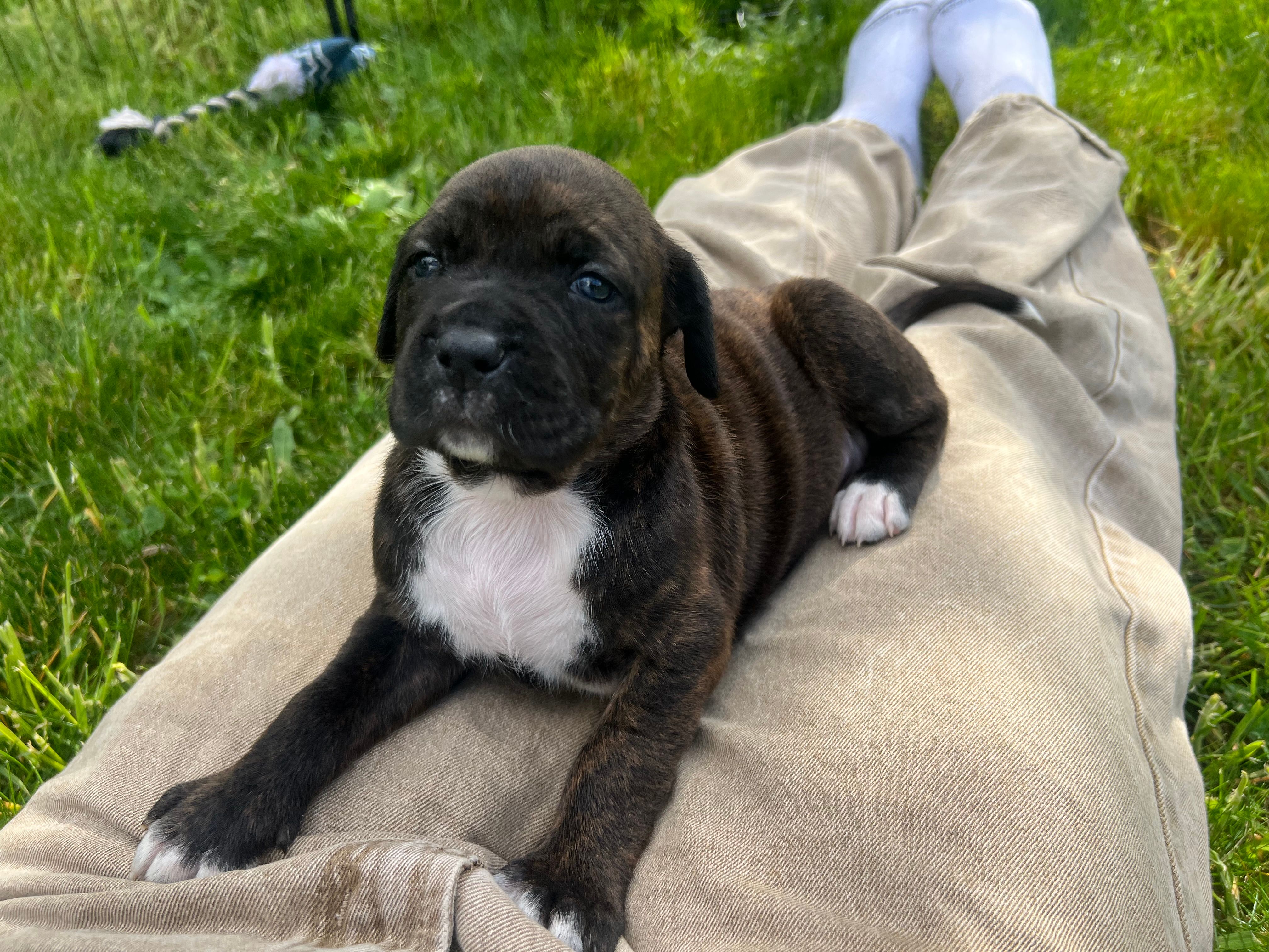 Onyx  – Hungarian Wirehaired Vizsla, Cane Corso puppy for sale in Bothell, WA