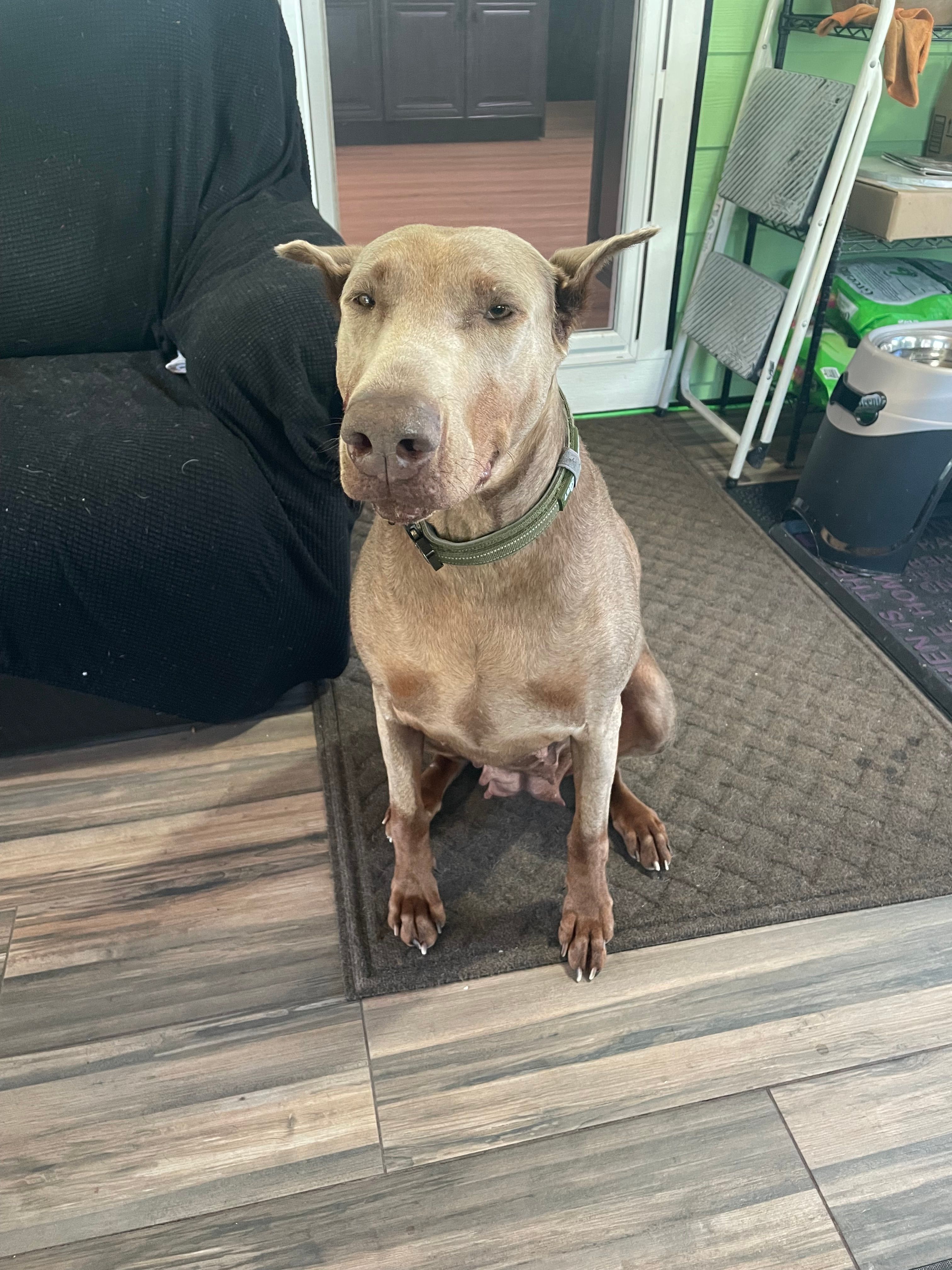 Lada – Doberman Pinscher puppy for sale in Bothell, WA