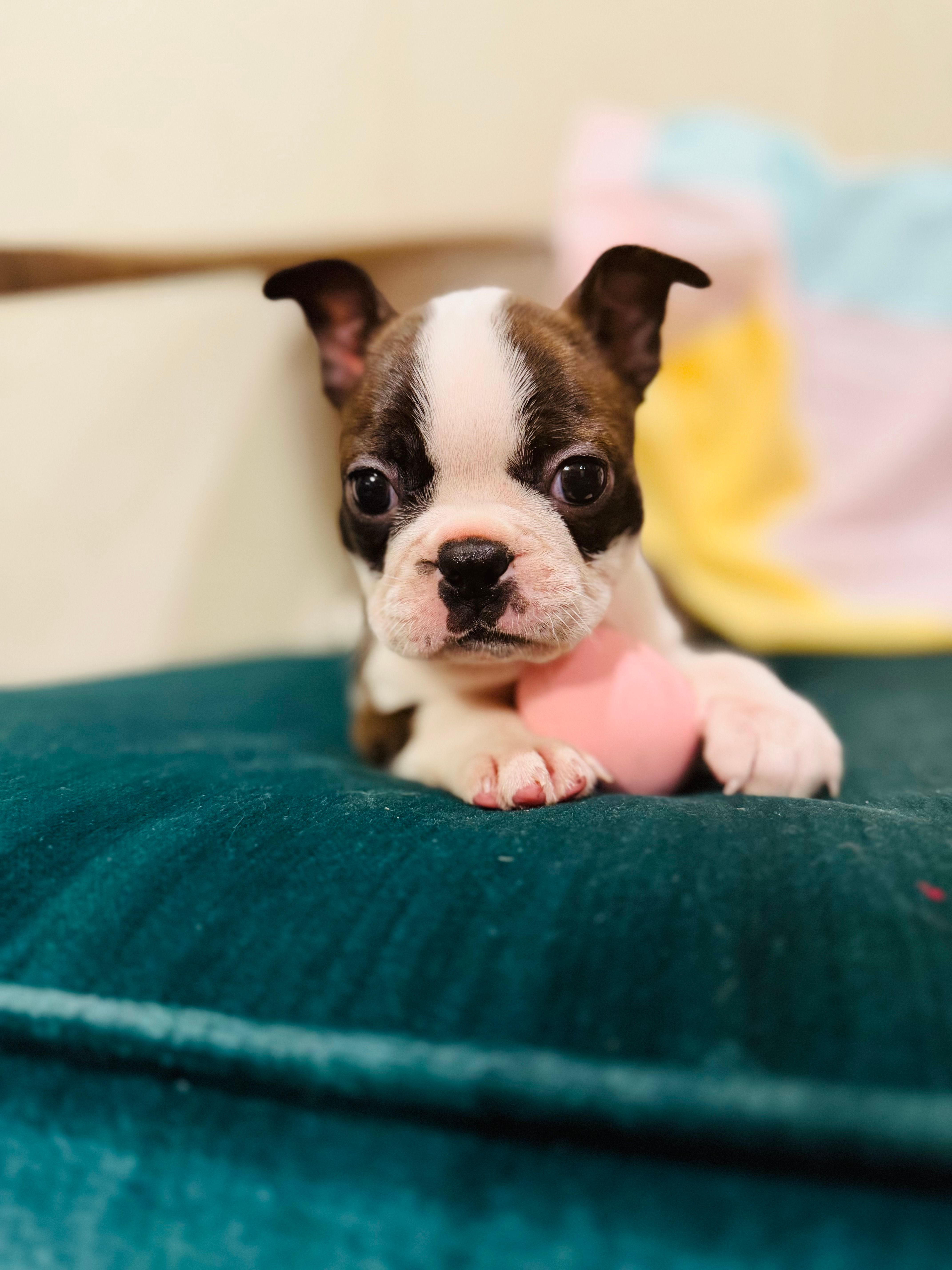 Lucy – Boston Terrier puppy for sale in Conway, MO