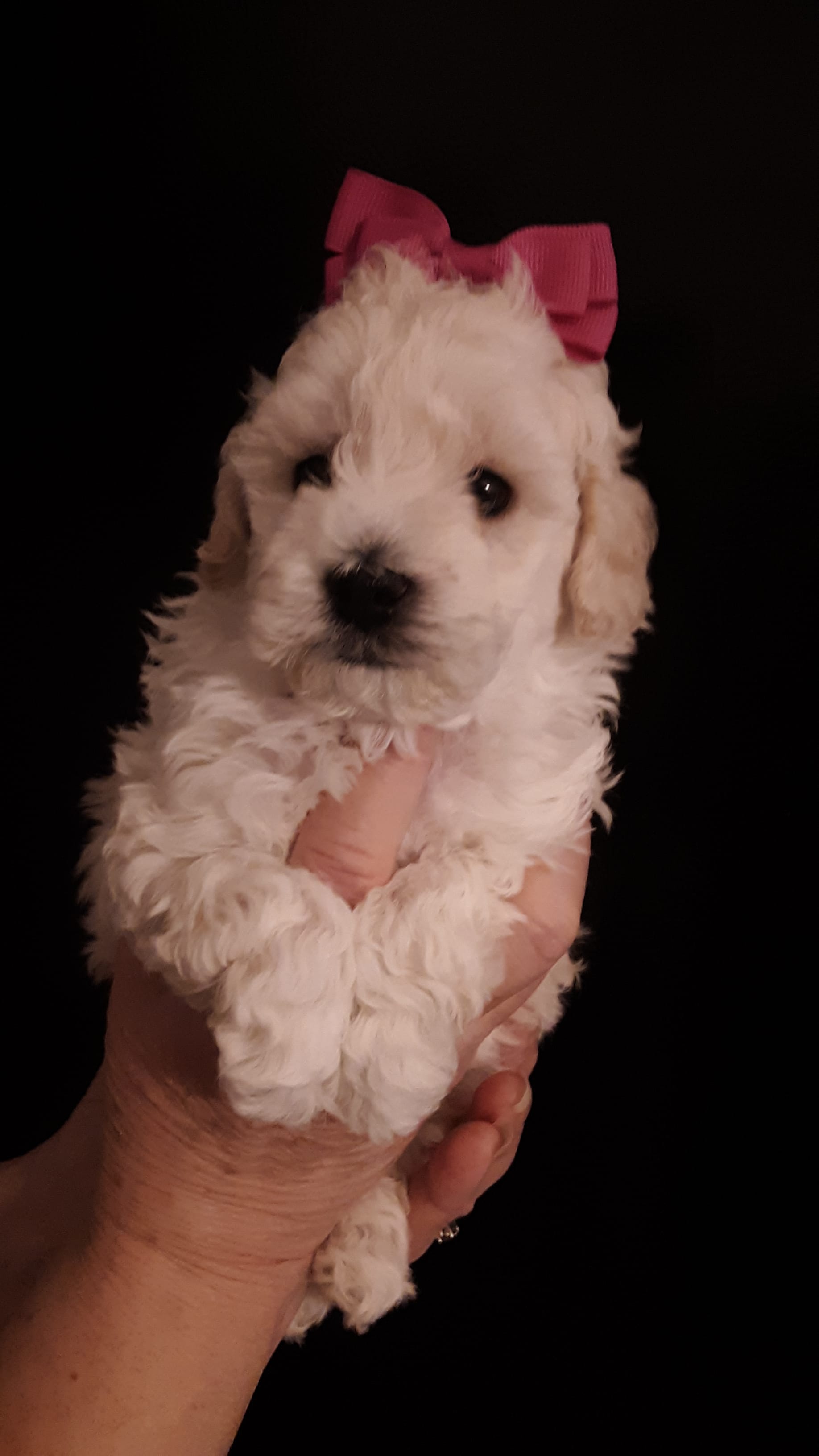Marilyn  – Poodle - Miniature  puppy for sale in Statesville, NC