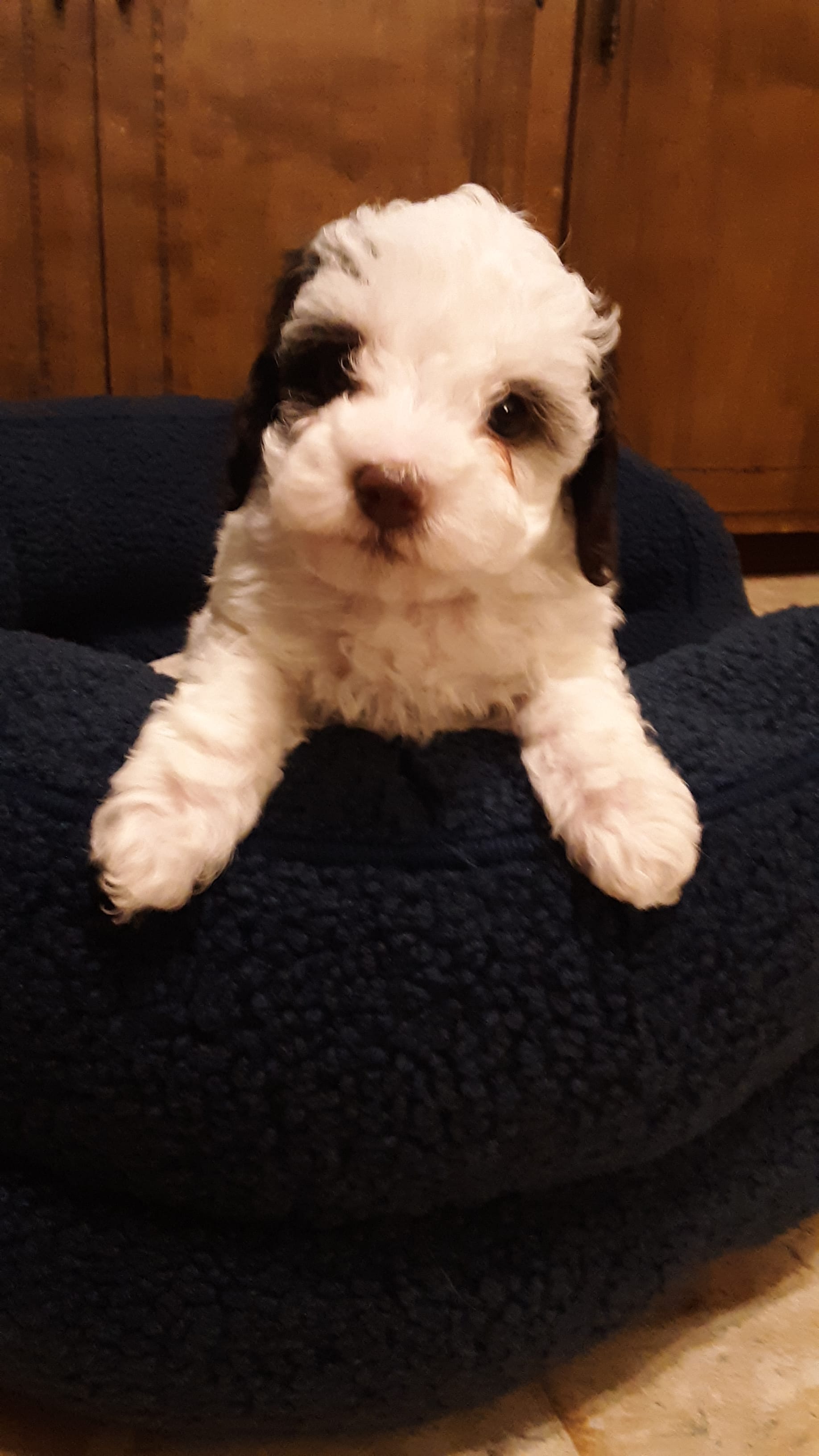 Snoopy  – Poodle - Miniature  puppy for sale in Statesville, NC