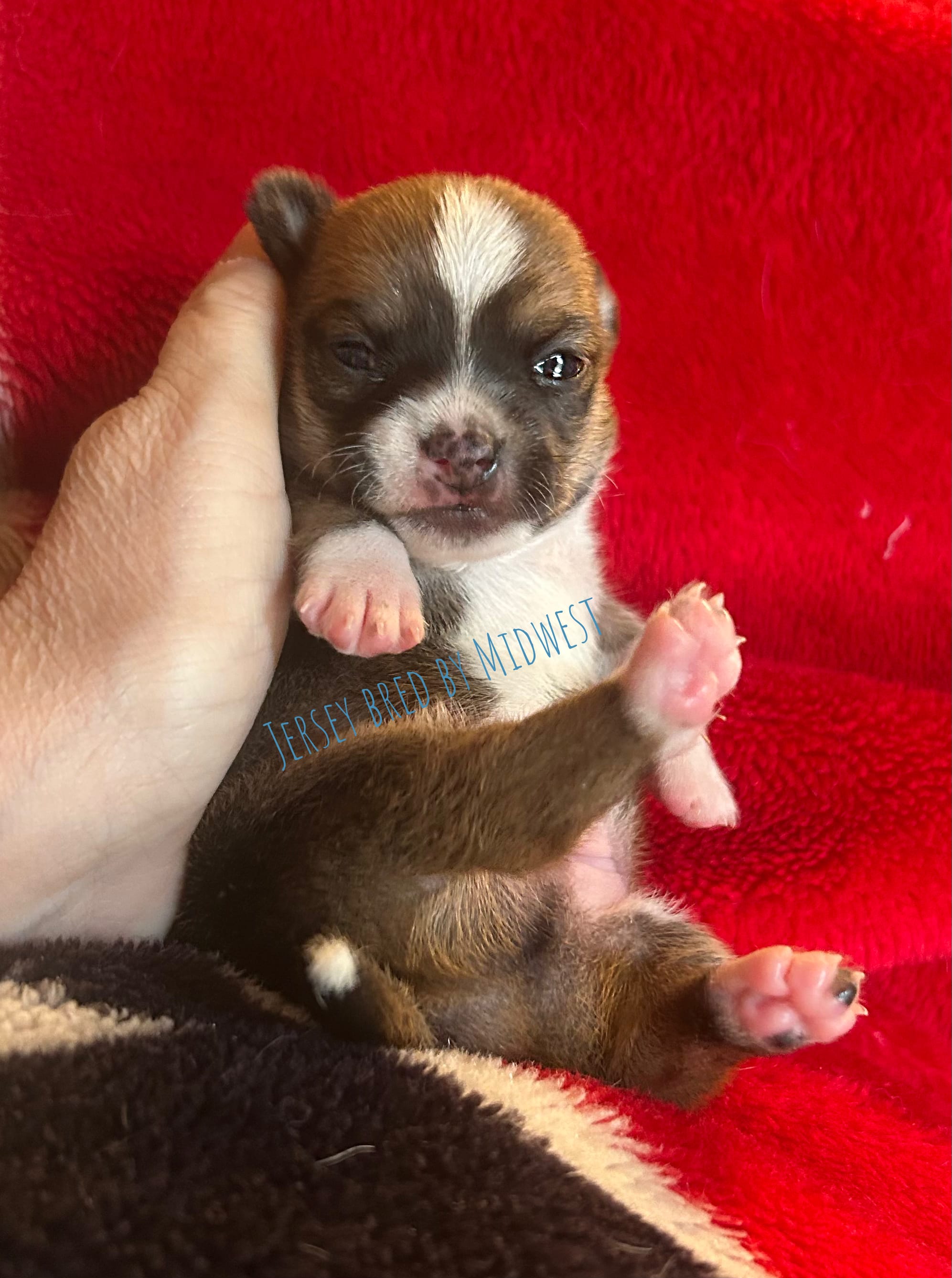 Jersey  – Chihuahua puppy for sale in Olmitz, KS