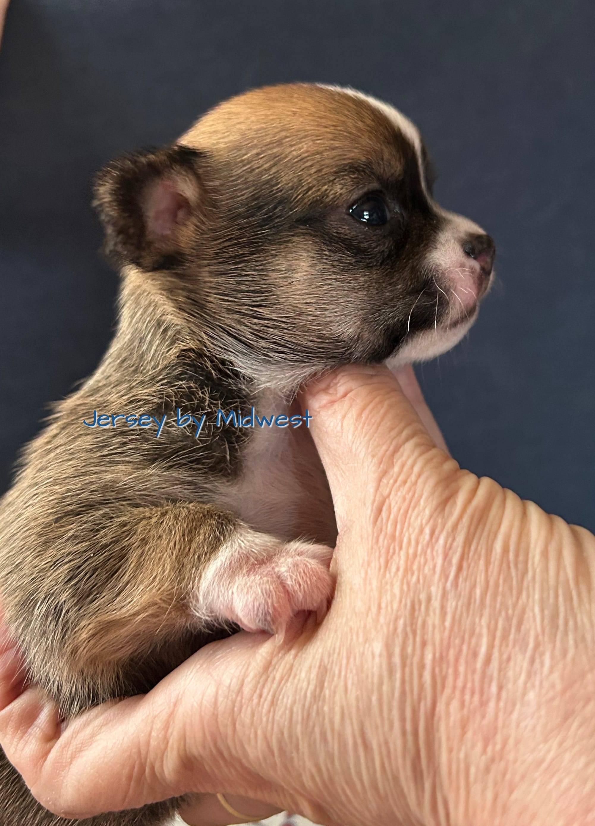 Jersey  – Chihuahua puppy for sale in Olmitz, KS