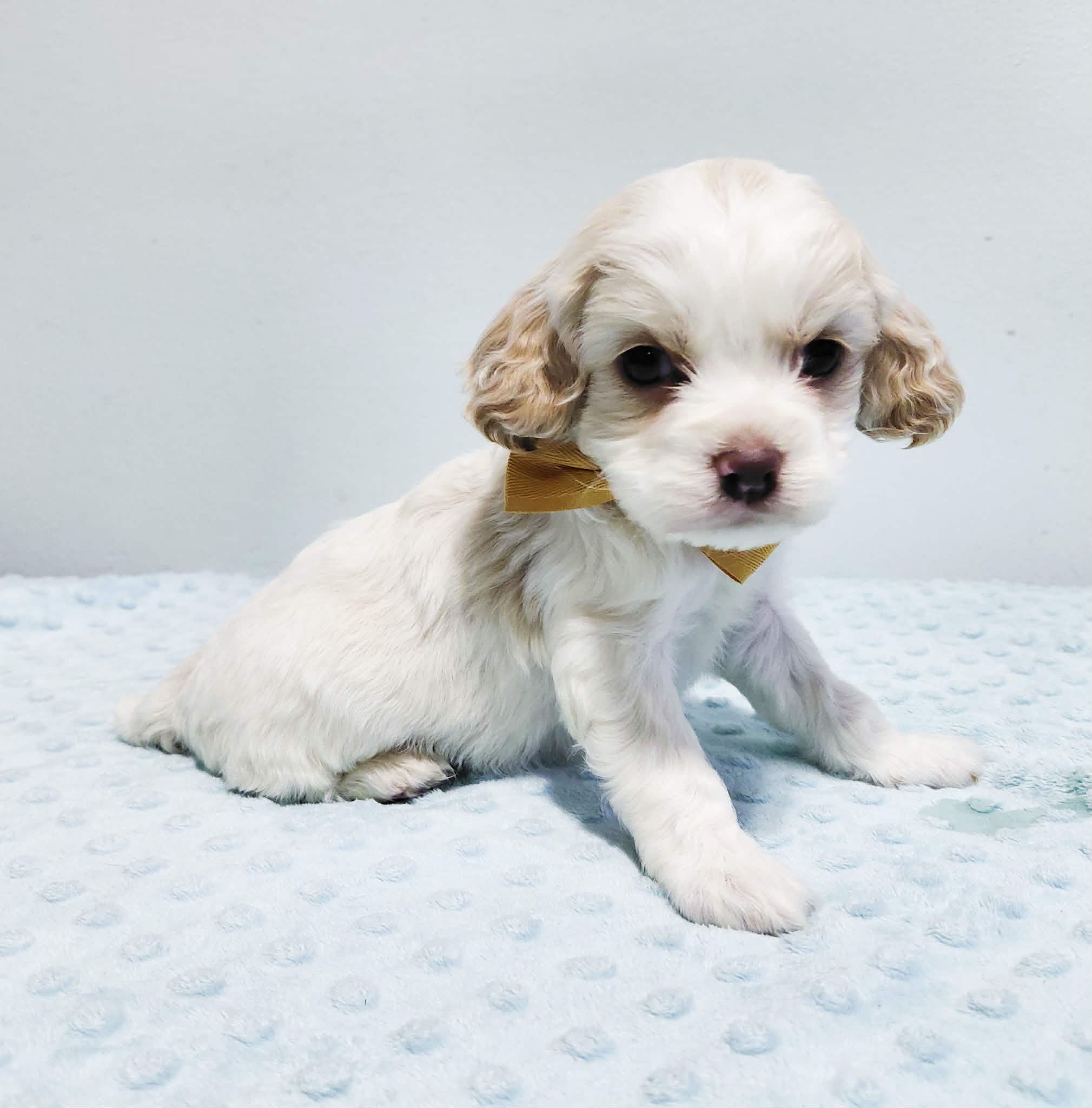 Bentley  – Cavapoo puppy for sale in Goshen, IN
