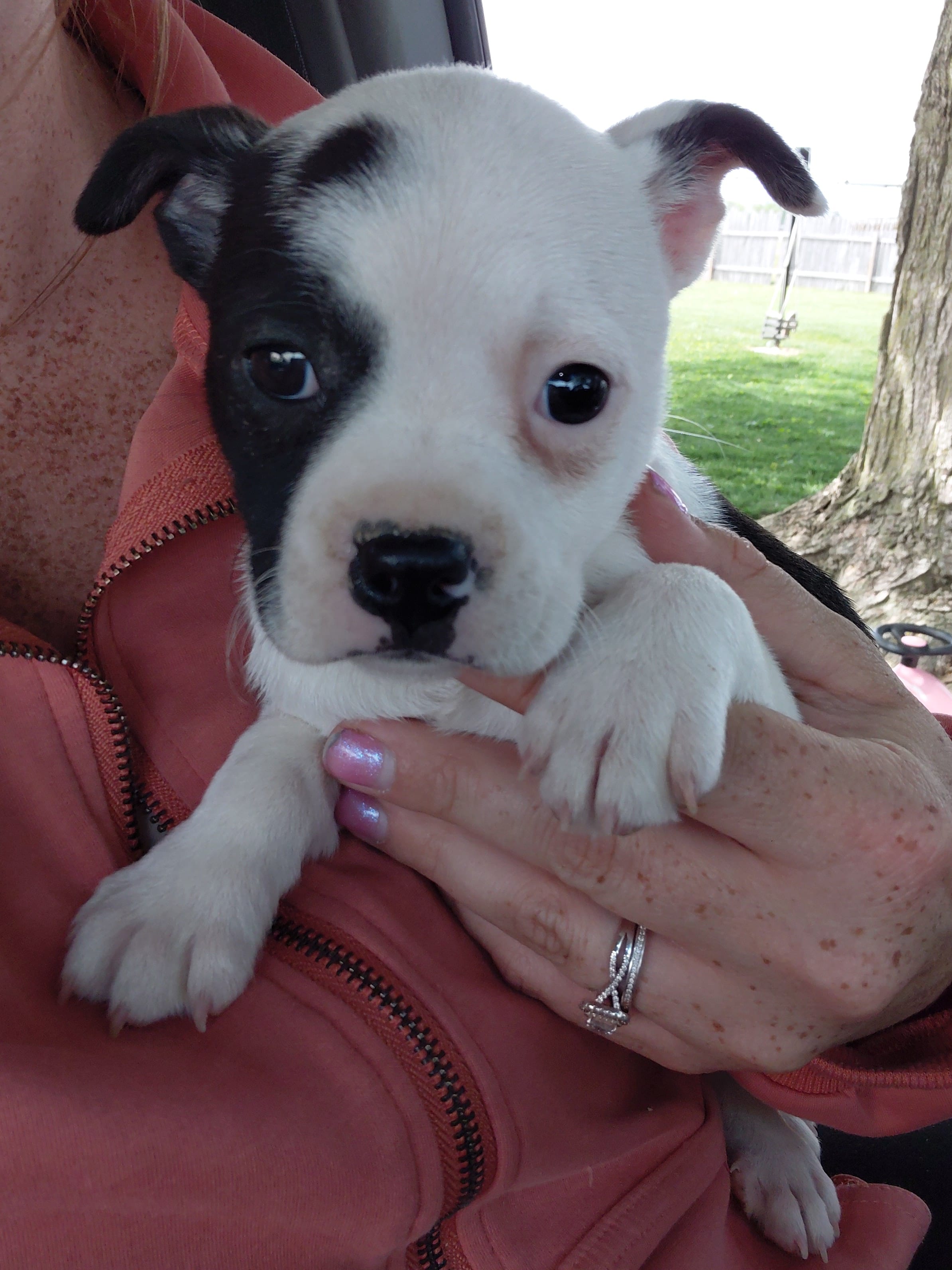 Lola – Boston Terrier puppy for sale in Goshen, IN