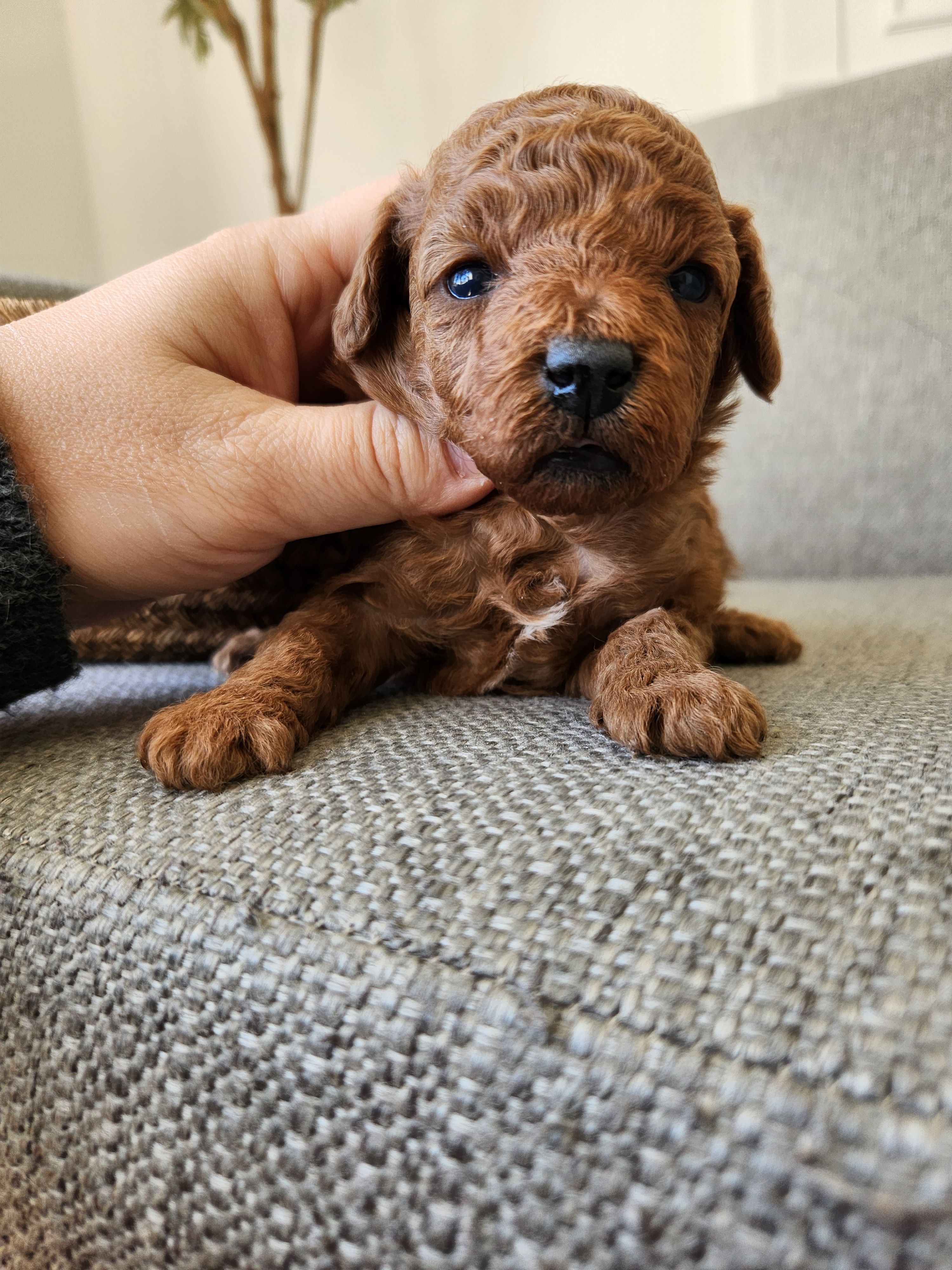 Bruno Toy – Poodle - Toy  puppy for sale in Boiling Springs, SC