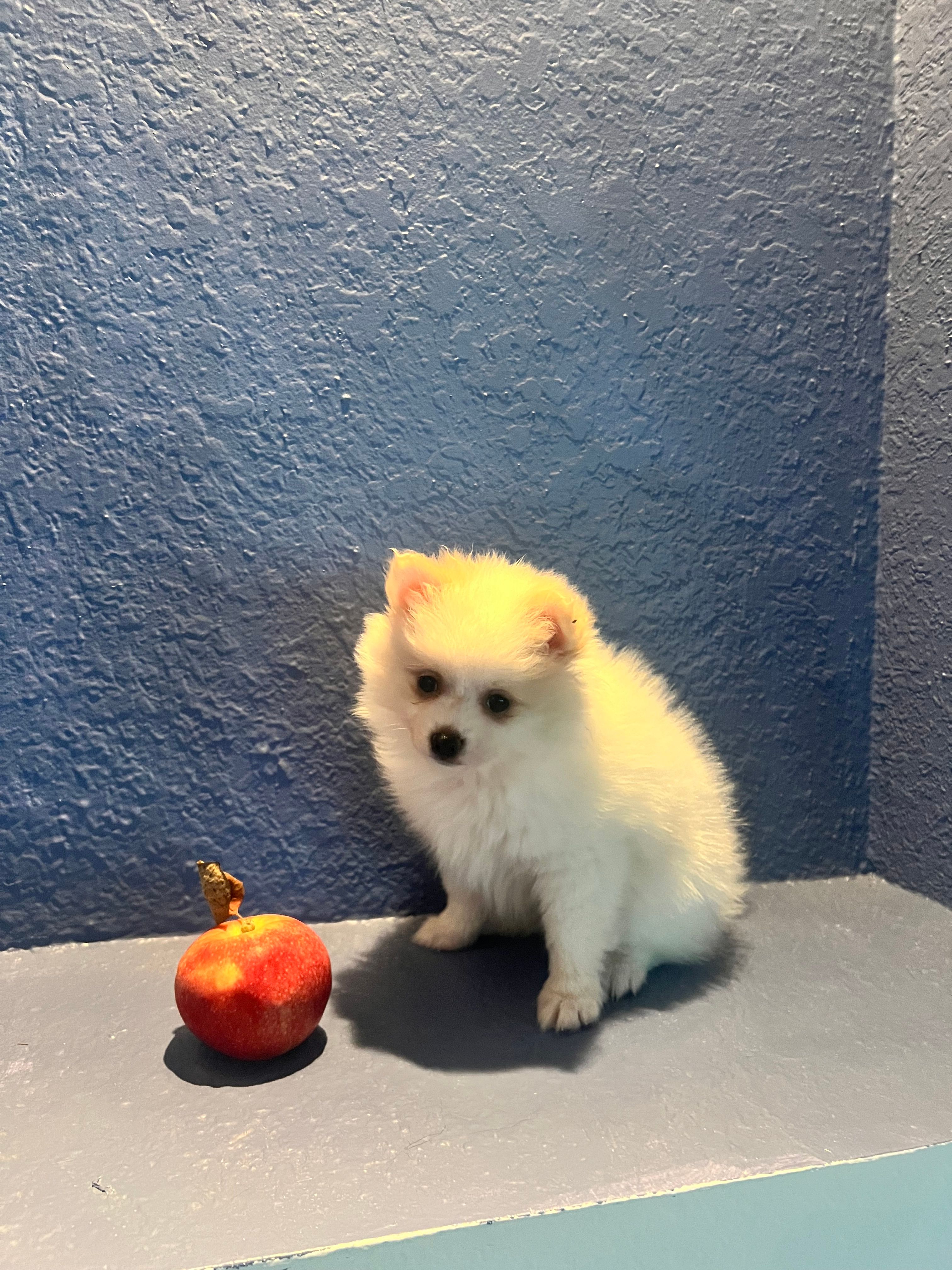 Bernie – Pomeranian puppy for sale in Largo, FL