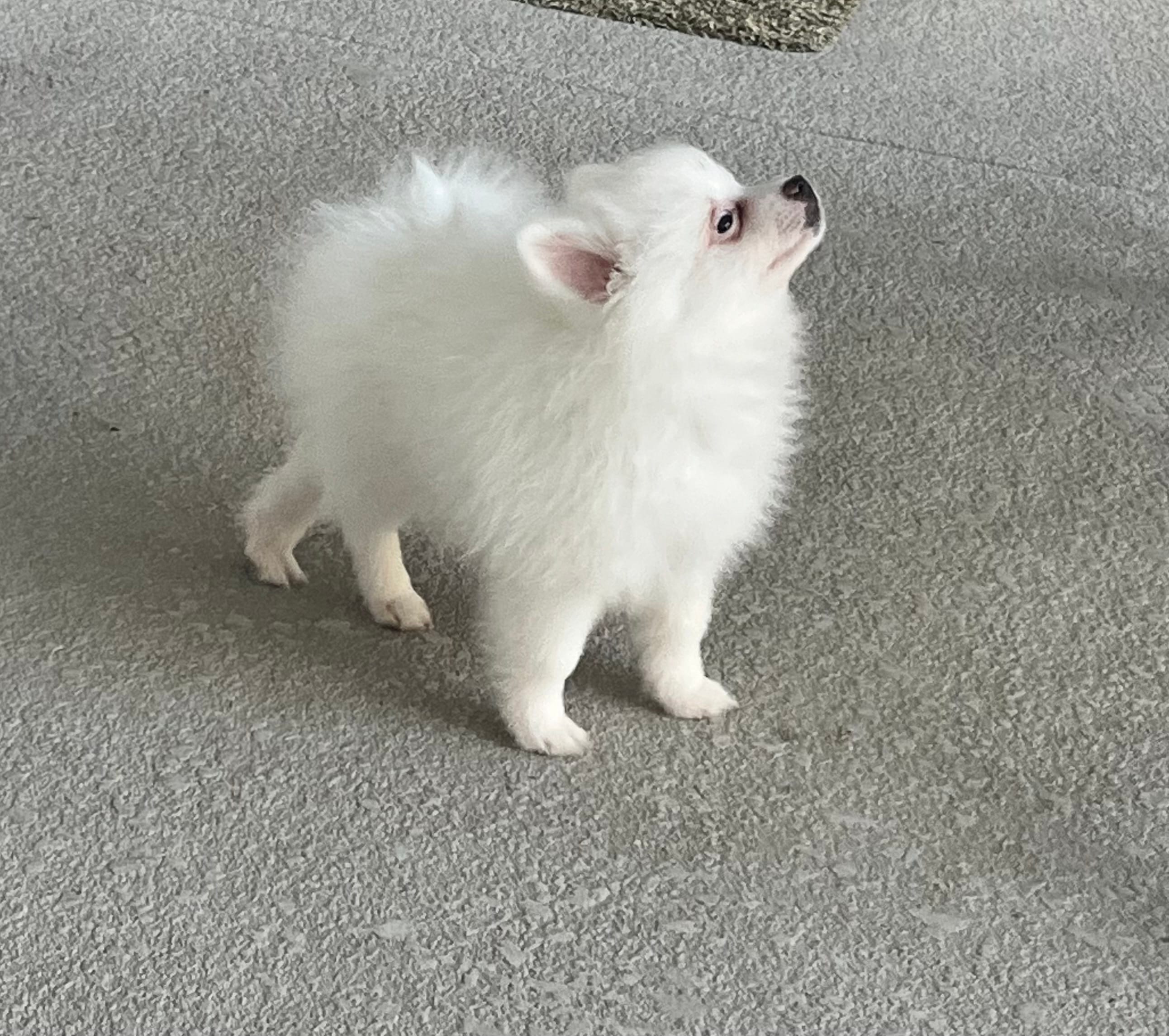 Bobby – Pomeranian puppy for sale in Largo, FL
