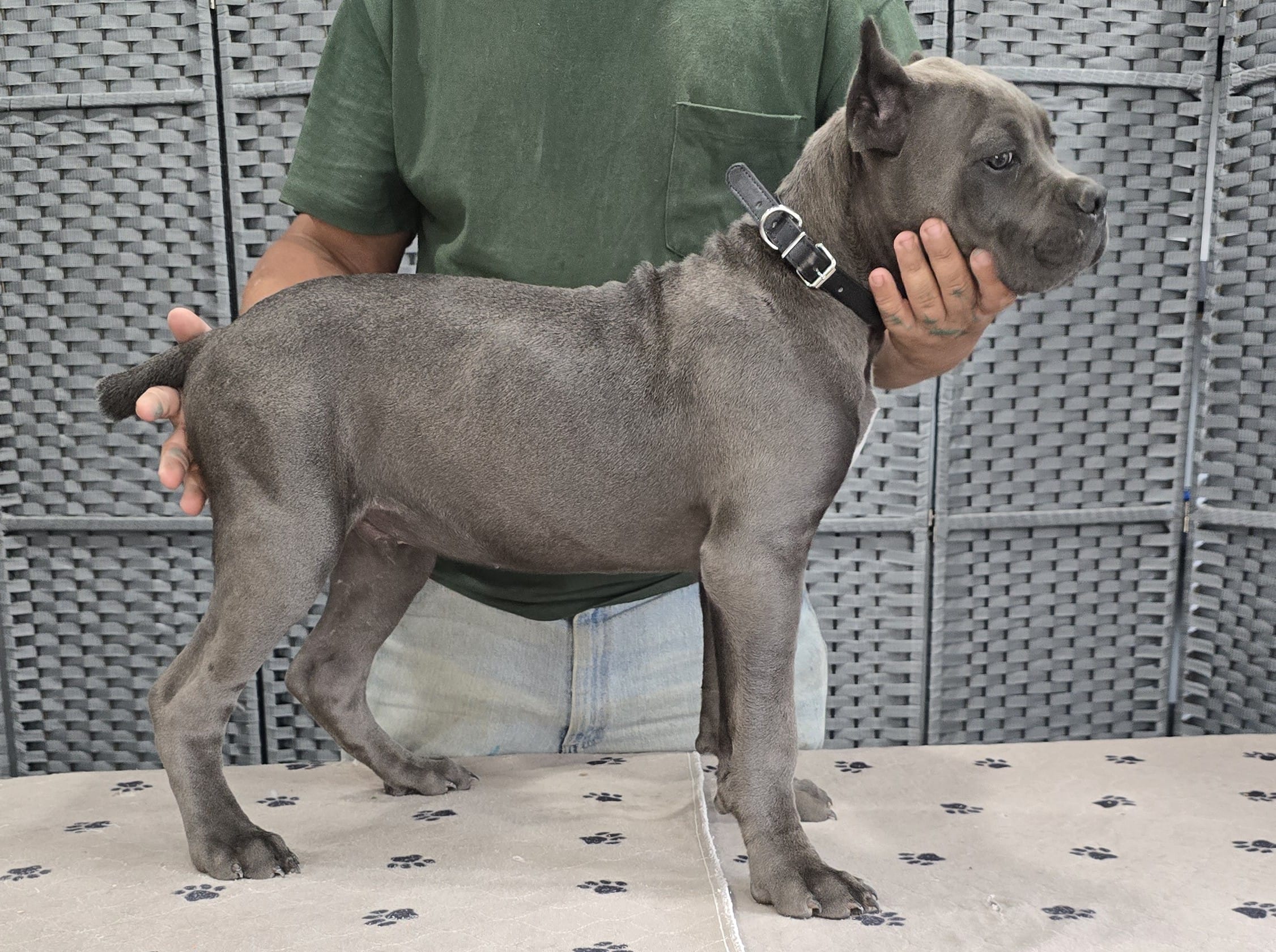 AKC & ICCF - Vera x Lawman - Black Collar Boy – Cane Corso puppy for sale in Gorman, TX