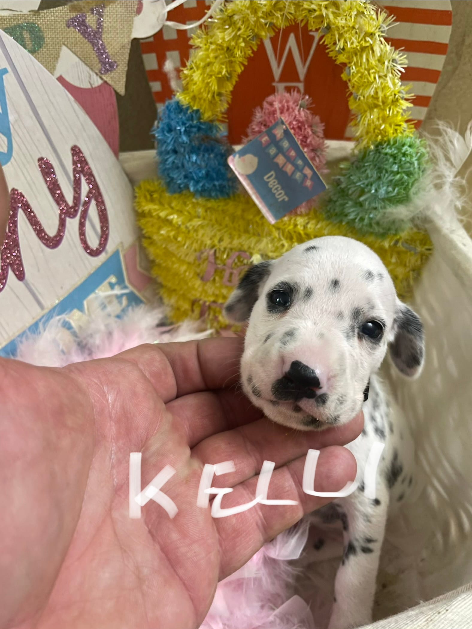 Kelli – Dalmatian puppy for sale in Glendale, AZ